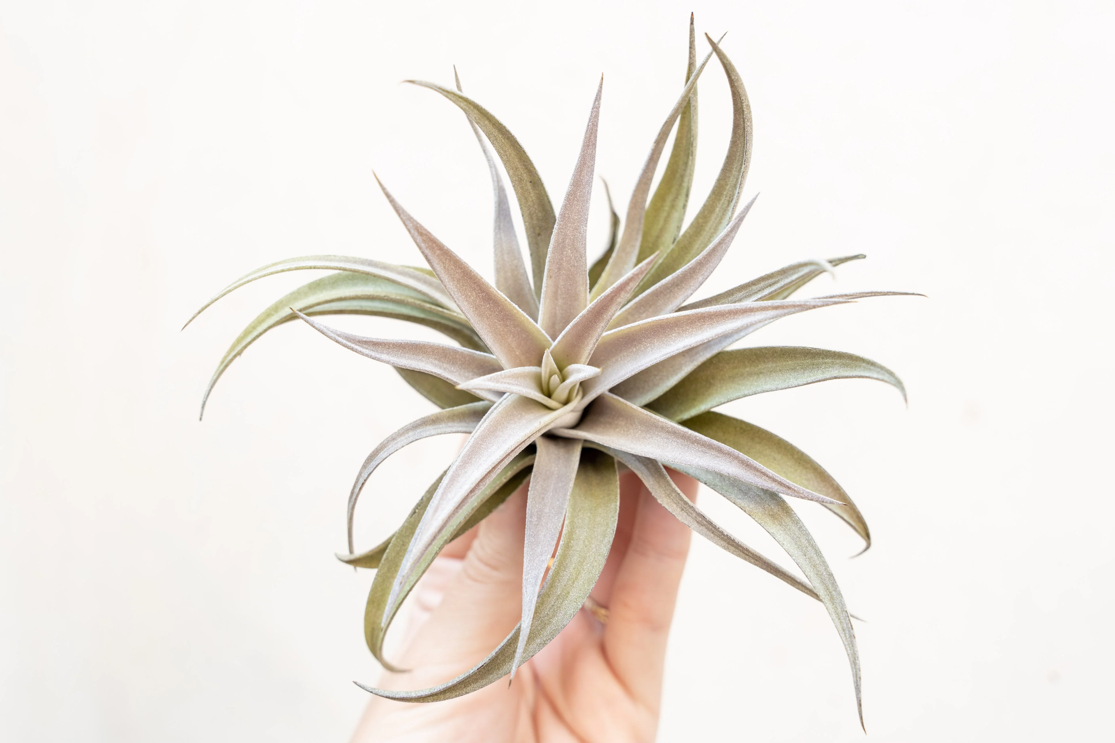 Wholesale: Tillandsia Harrisii Air Plants - Image 4