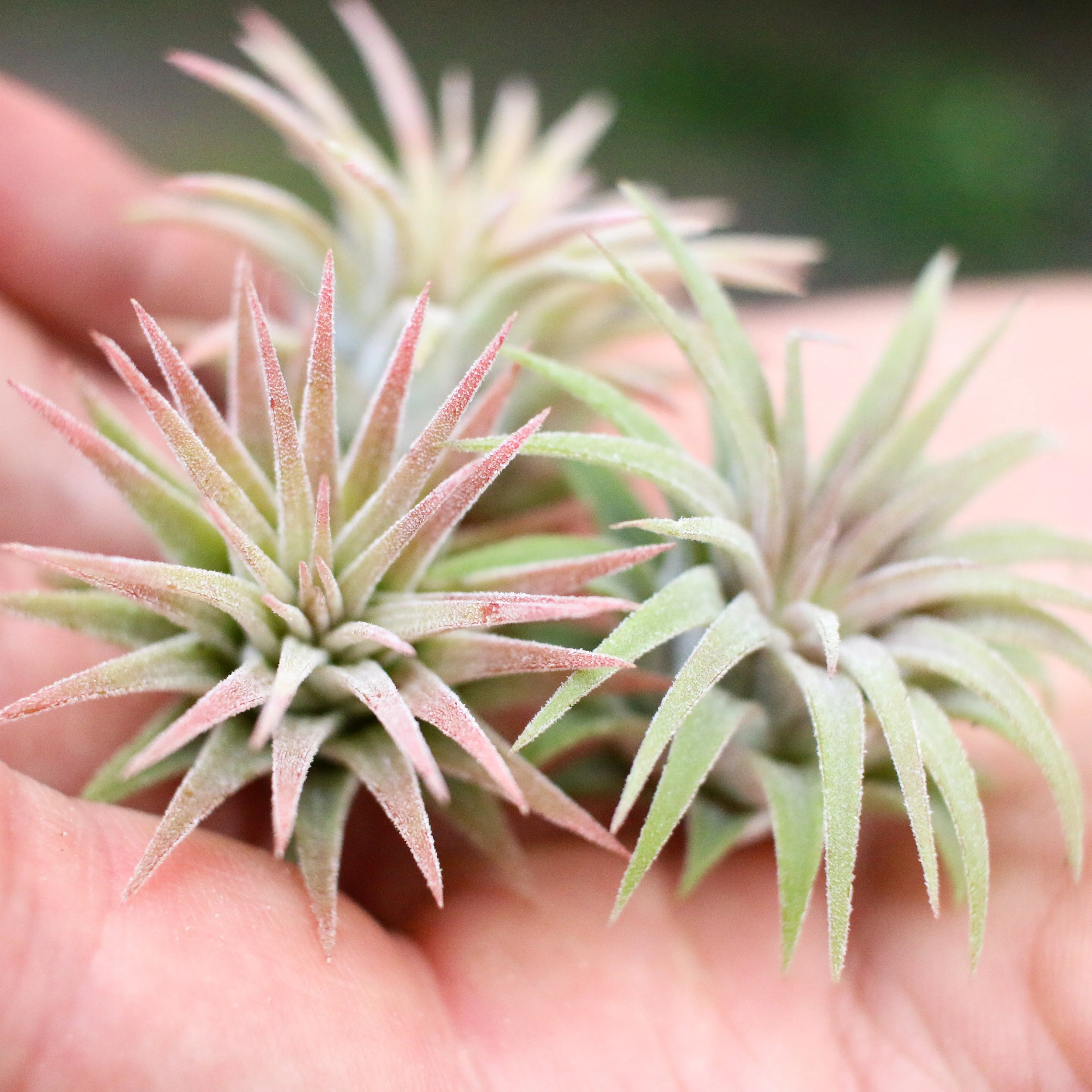 Wholesale: Tillandsia Ionantha Mexican Air Plants