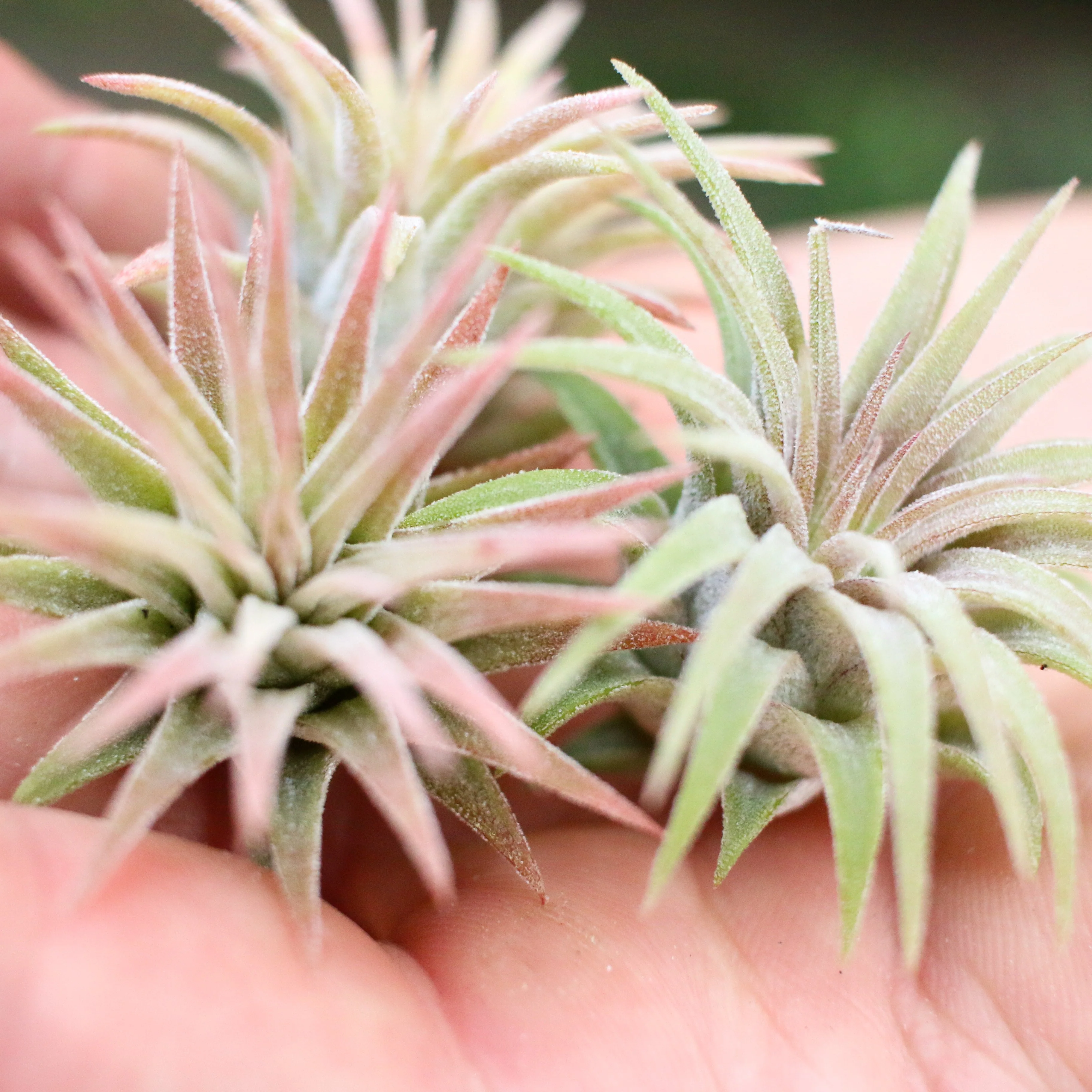 Wholesale: Tillandsia Ionantha Mexican Air Plants - Image 2