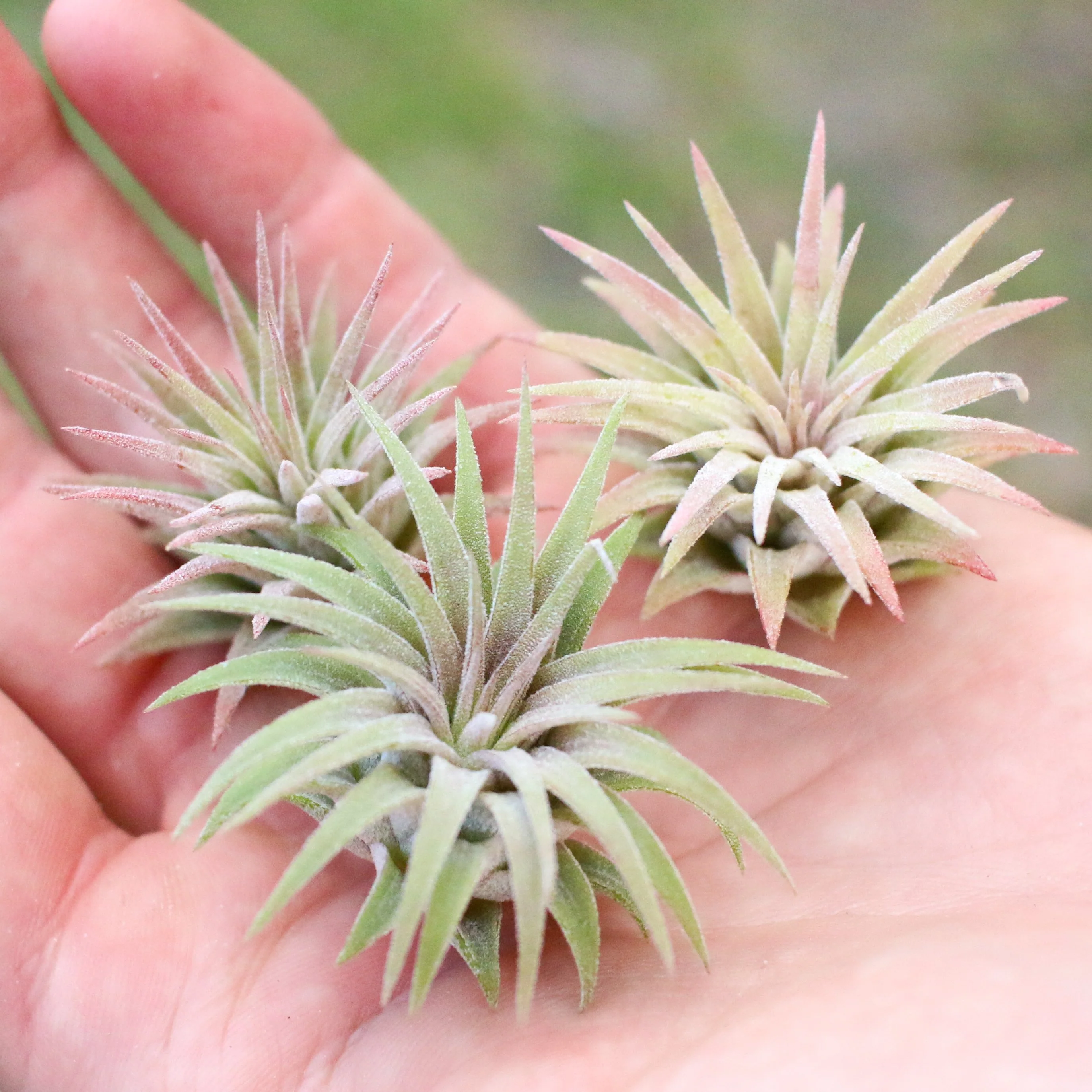 Wholesale: Tillandsia Ionantha Mexican Air Plants - Image 3