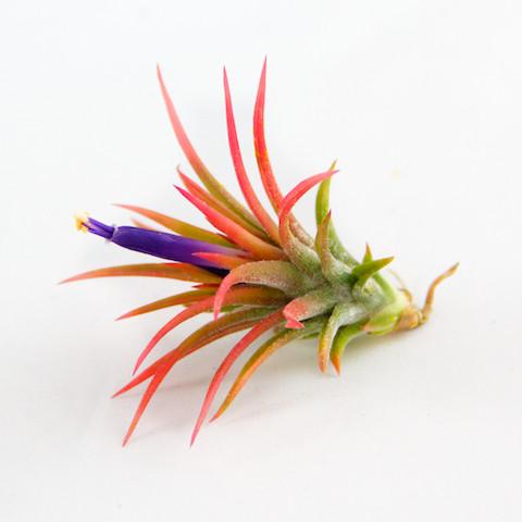 Wholesale: Tillandsia Ionantha Mexican Air Plants - Image 4