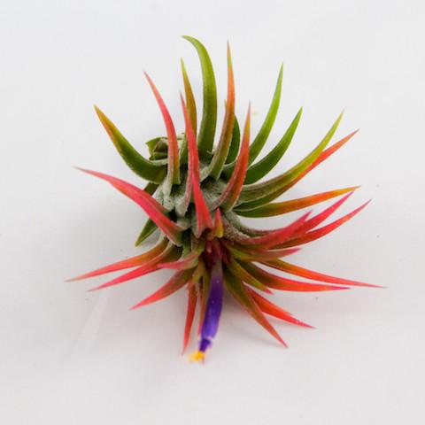 Wholesale: Tillandsia Ionantha Mexican Air Plants - Image 5