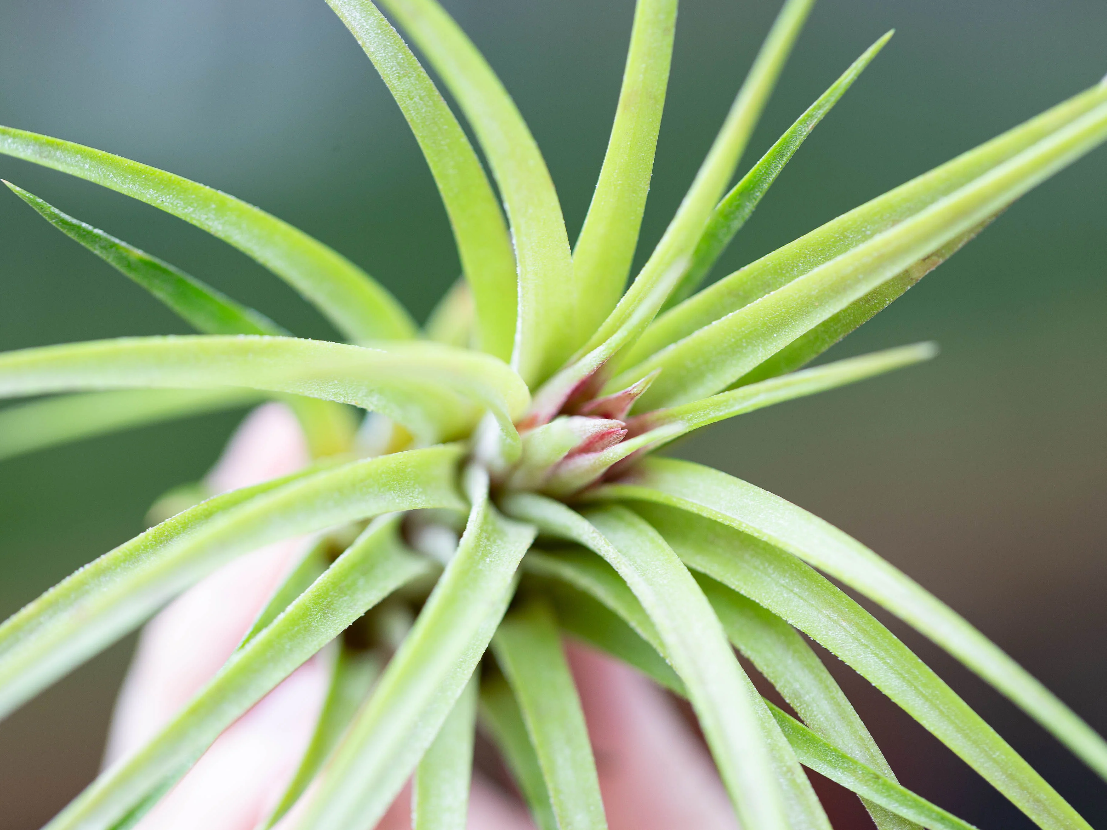 Wholesale: Ionantha Brachycaulos X Ionantha 'Victoriana' Air Plants - Image 2