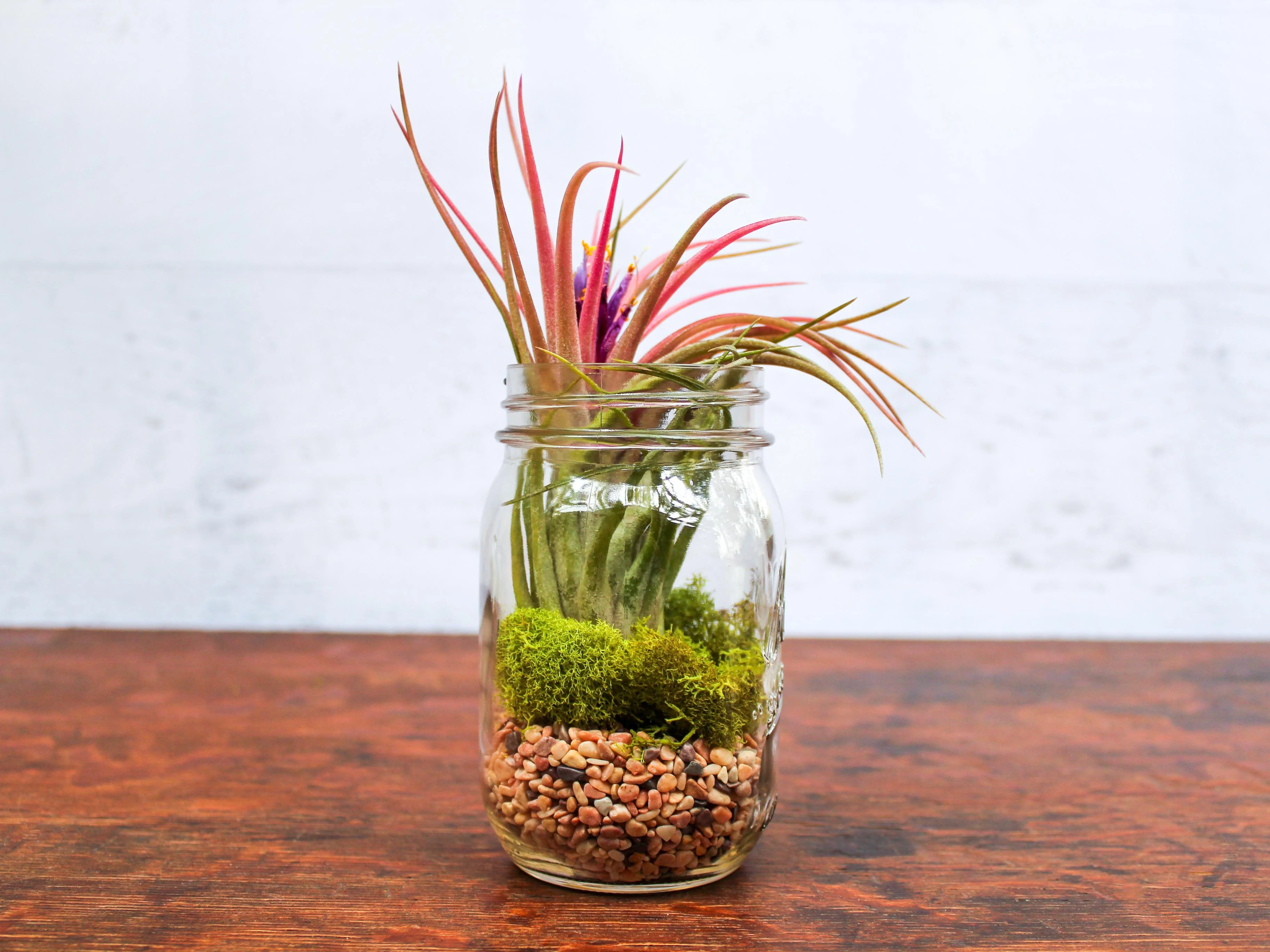 Wholesale: Ionantha Brachycaulos X Ionantha 'Victoriana' Air Plants - Image 3