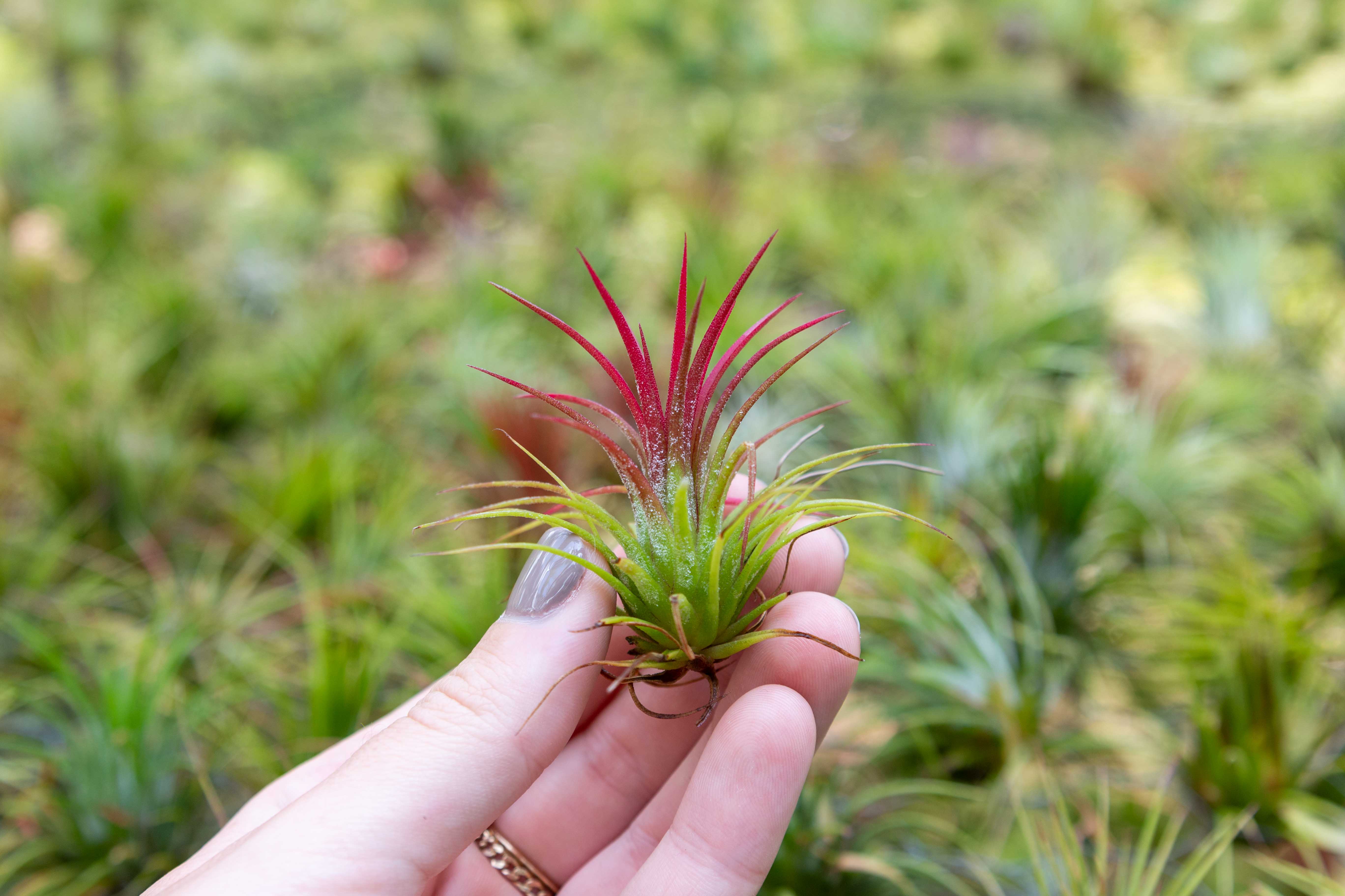 Wholesale: Tillandsia Ionantha Fuego Air Plants - Image 2