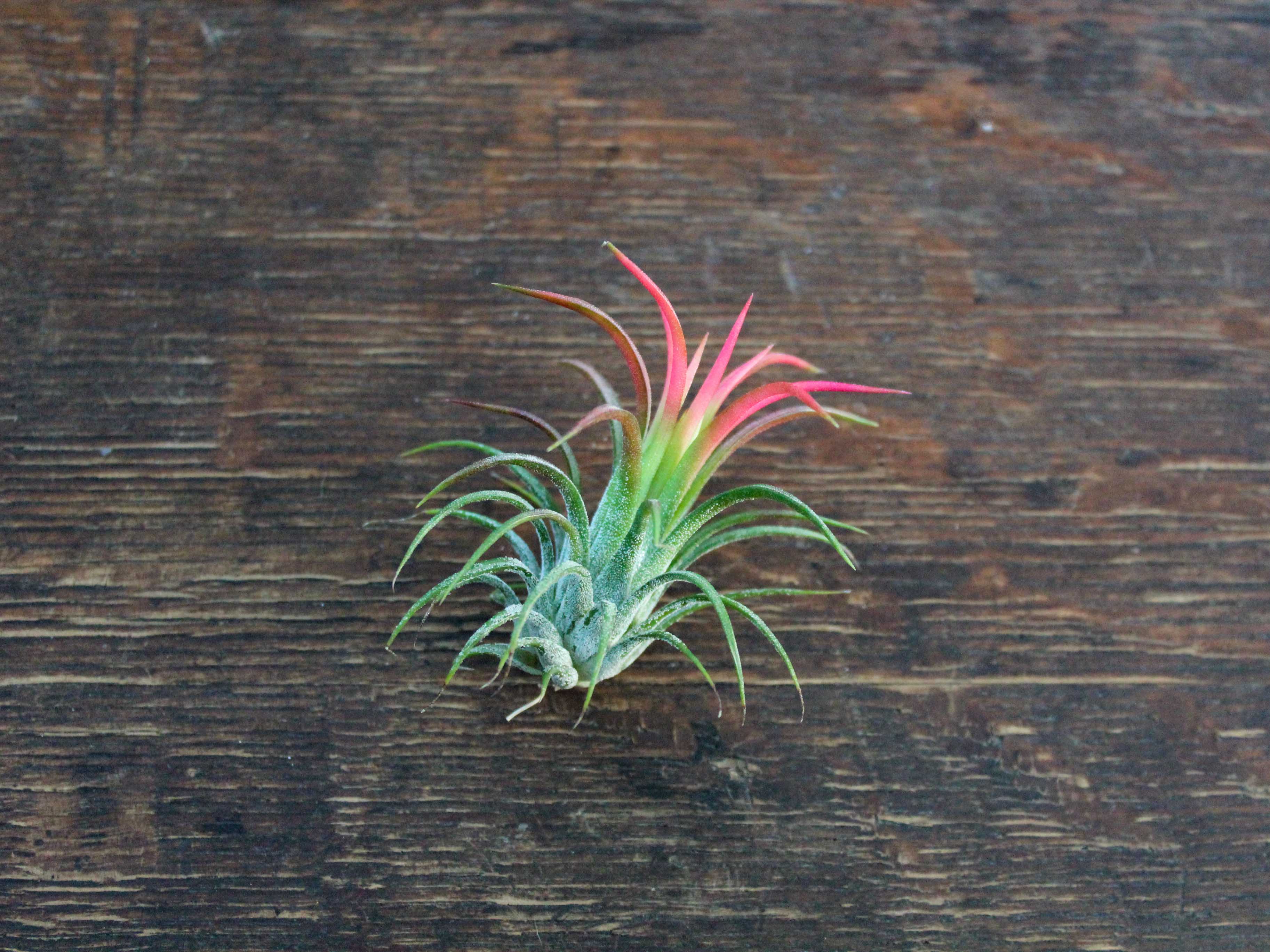 Wholesale: Tillandsia Ionantha Fuego Air Plants - Image 3