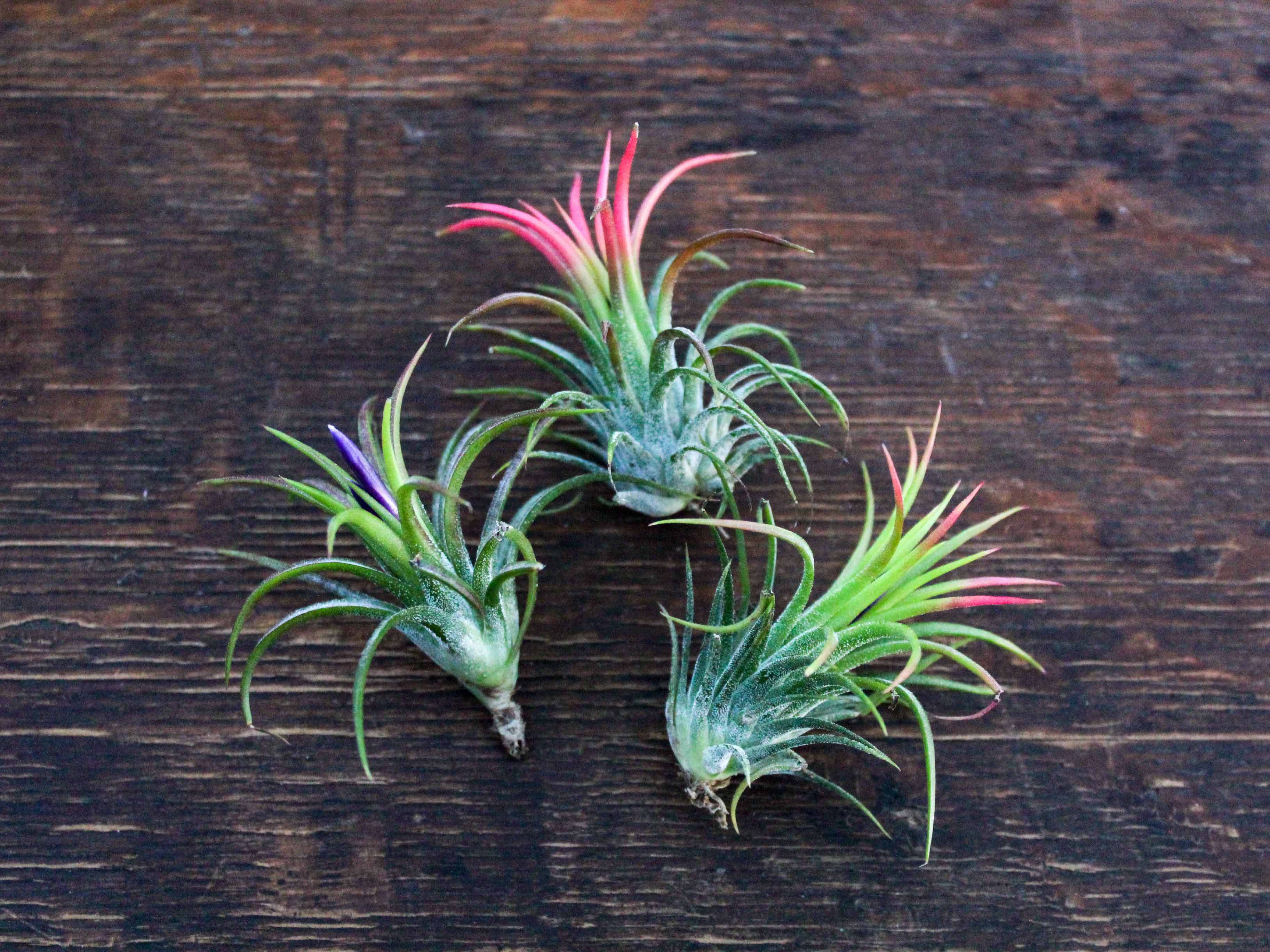 Wholesale: Tillandsia Ionantha Fuego Air Plants - Image 4
