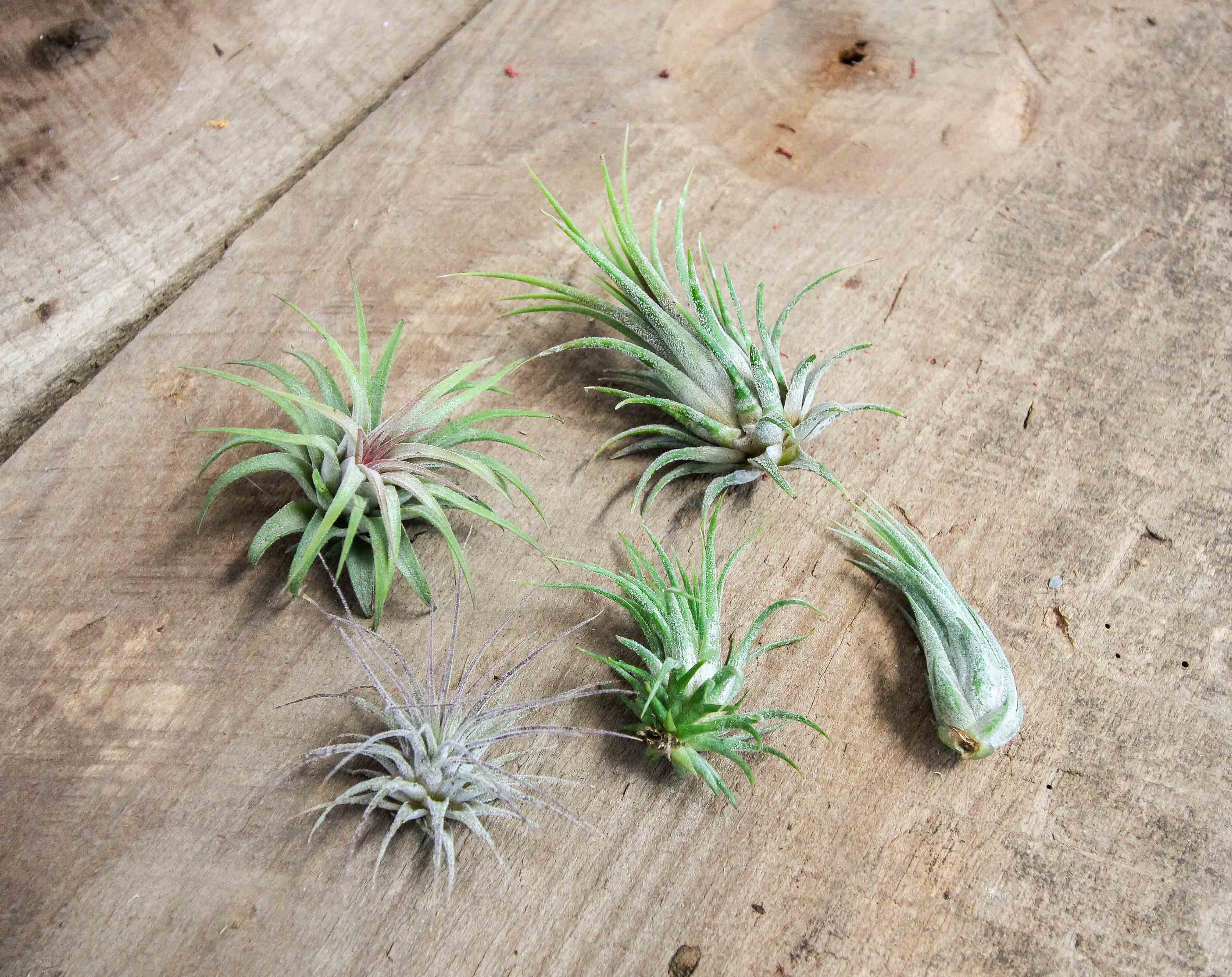 Wholesale: Tillandsia Ionantha Air Plant Mixture - Image 3