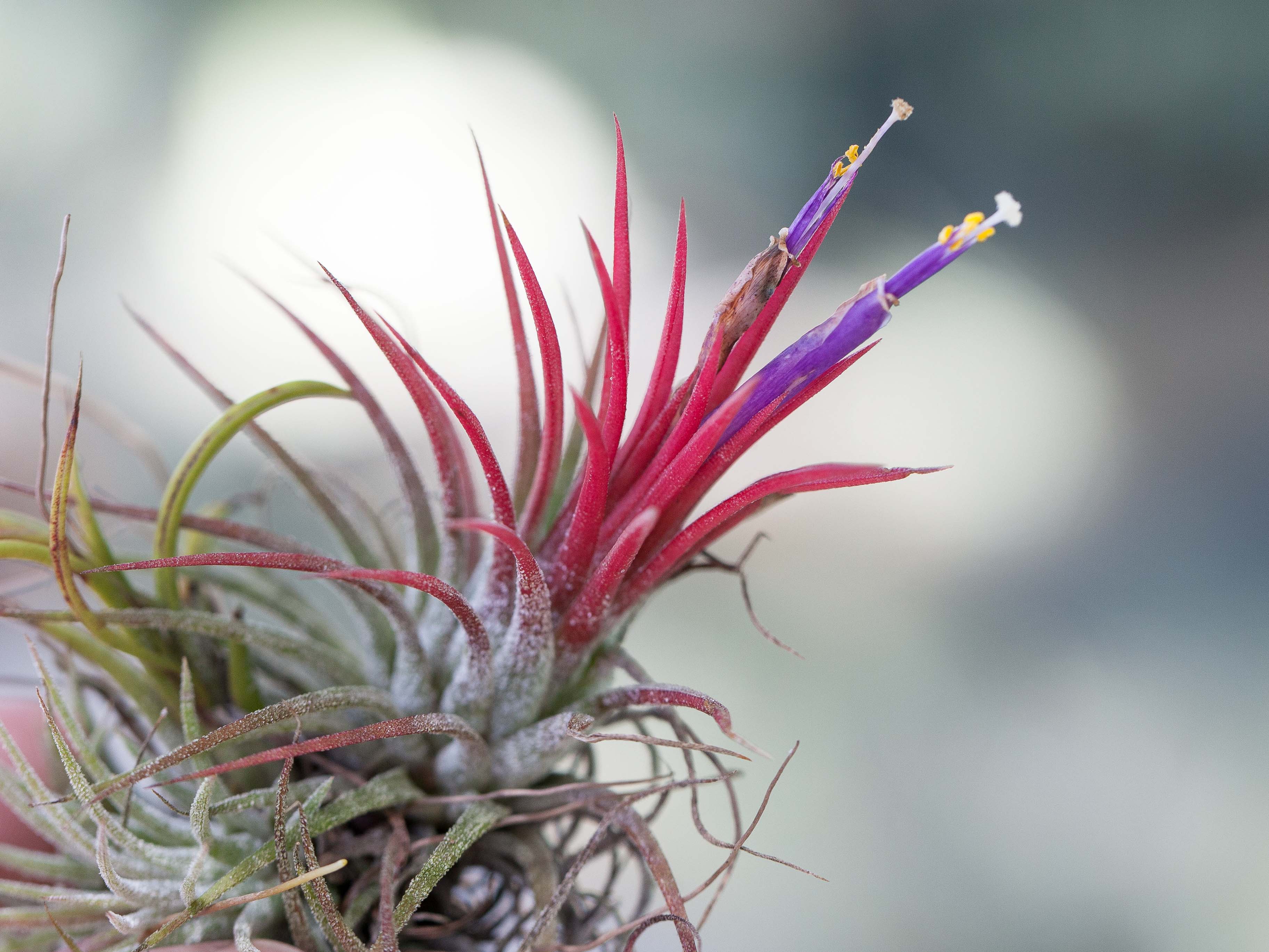 Wholesale: Tillandsia Ionantha Air Plant Mixture - Image 4