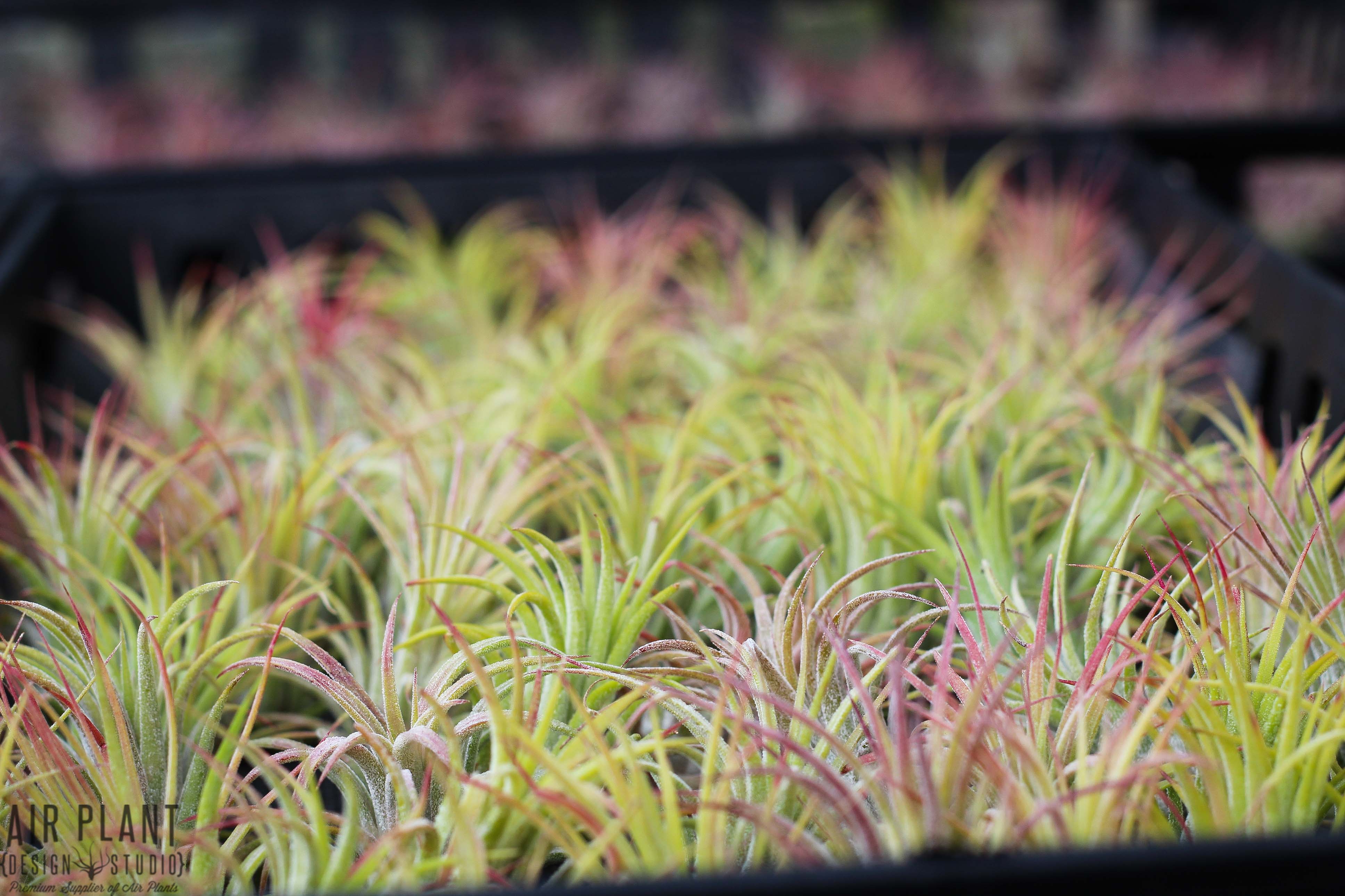 Wholesale: Tillandsia Ionantha Rubra Air Plants - Image 4
