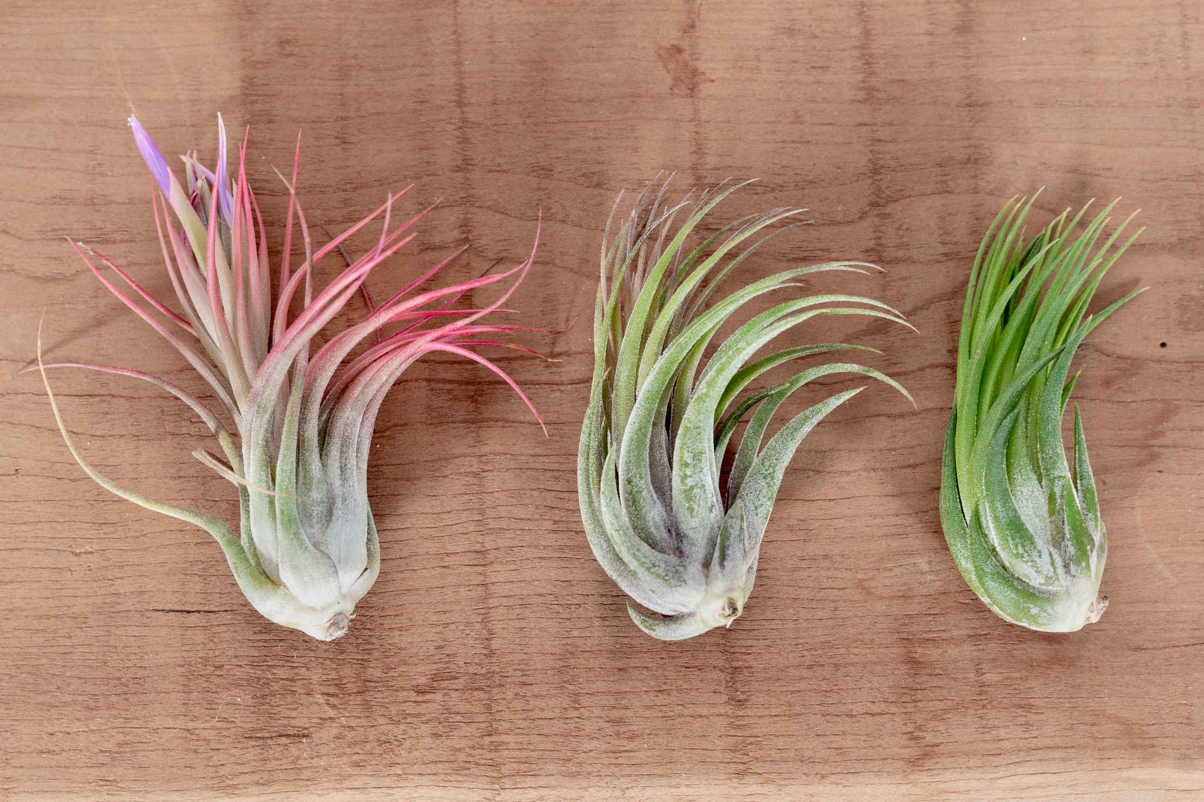 Wholesale: Tillandsia Ionantha Scaposa Air Plants - Image 3