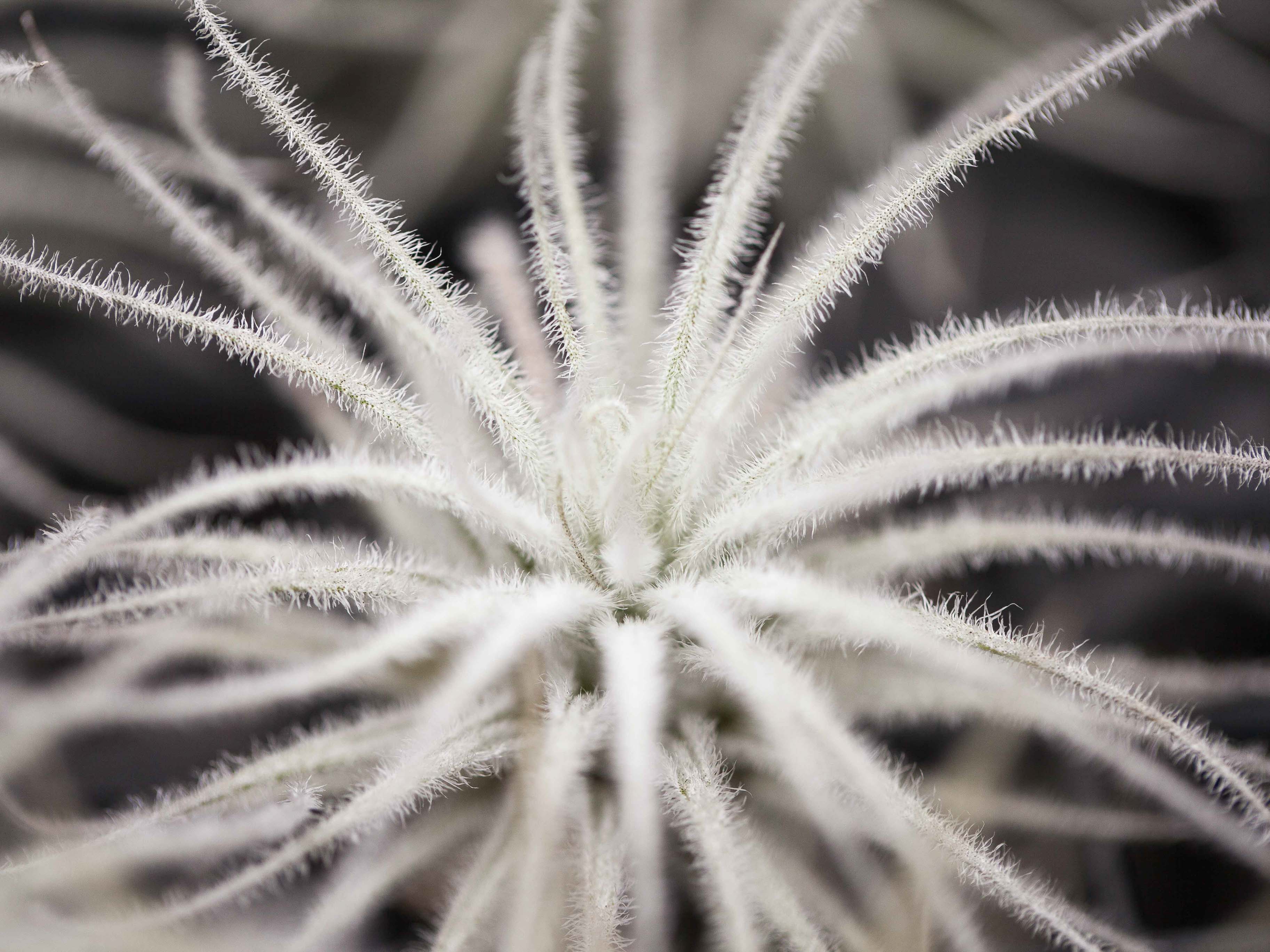 Wholesale: Jumbo Tillandsia Tectorum Ecuador Air Plants - Image 2