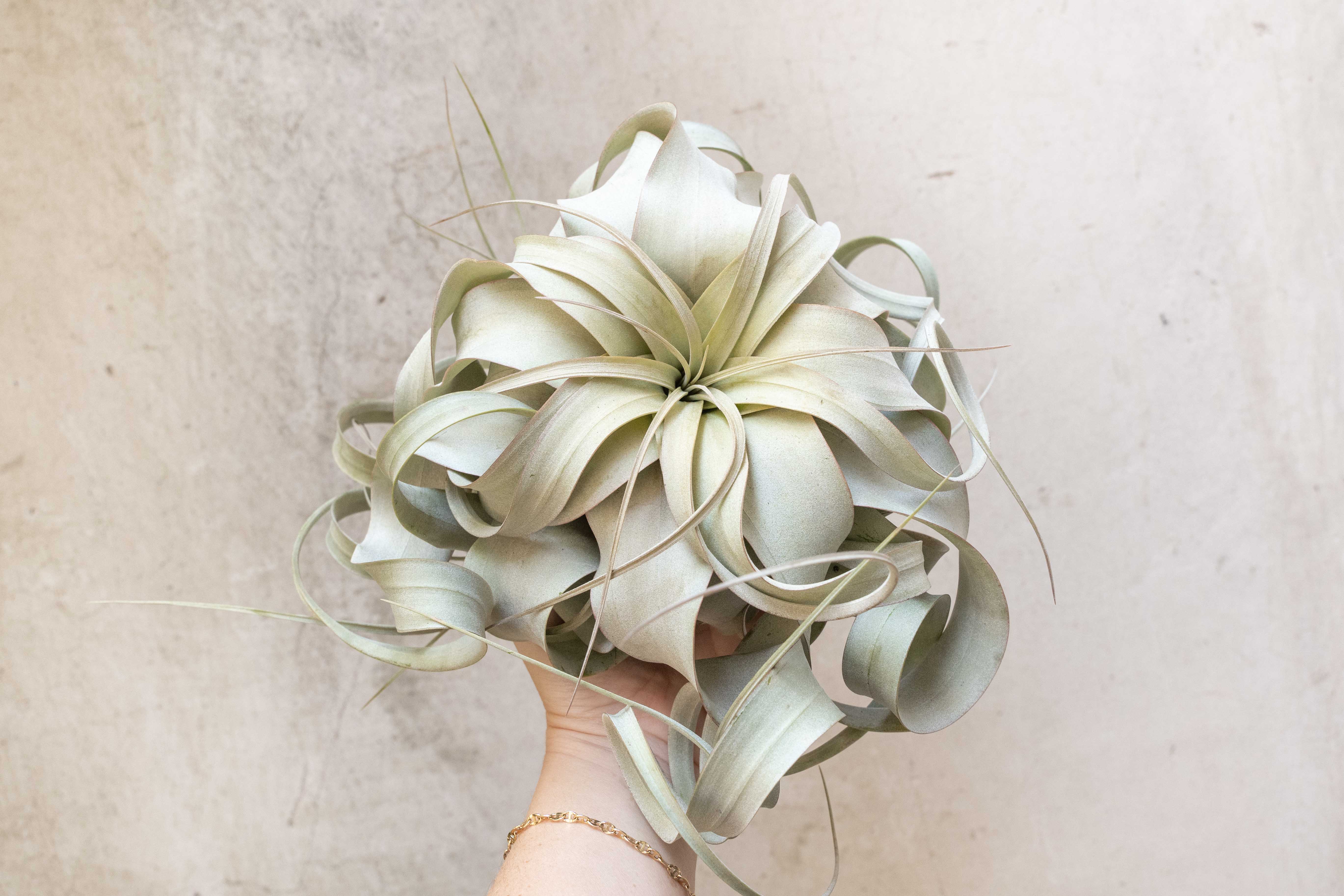 Wholesale: Jumbo Tillandsia Xerographica | 8+ Inch Plants - Image 2