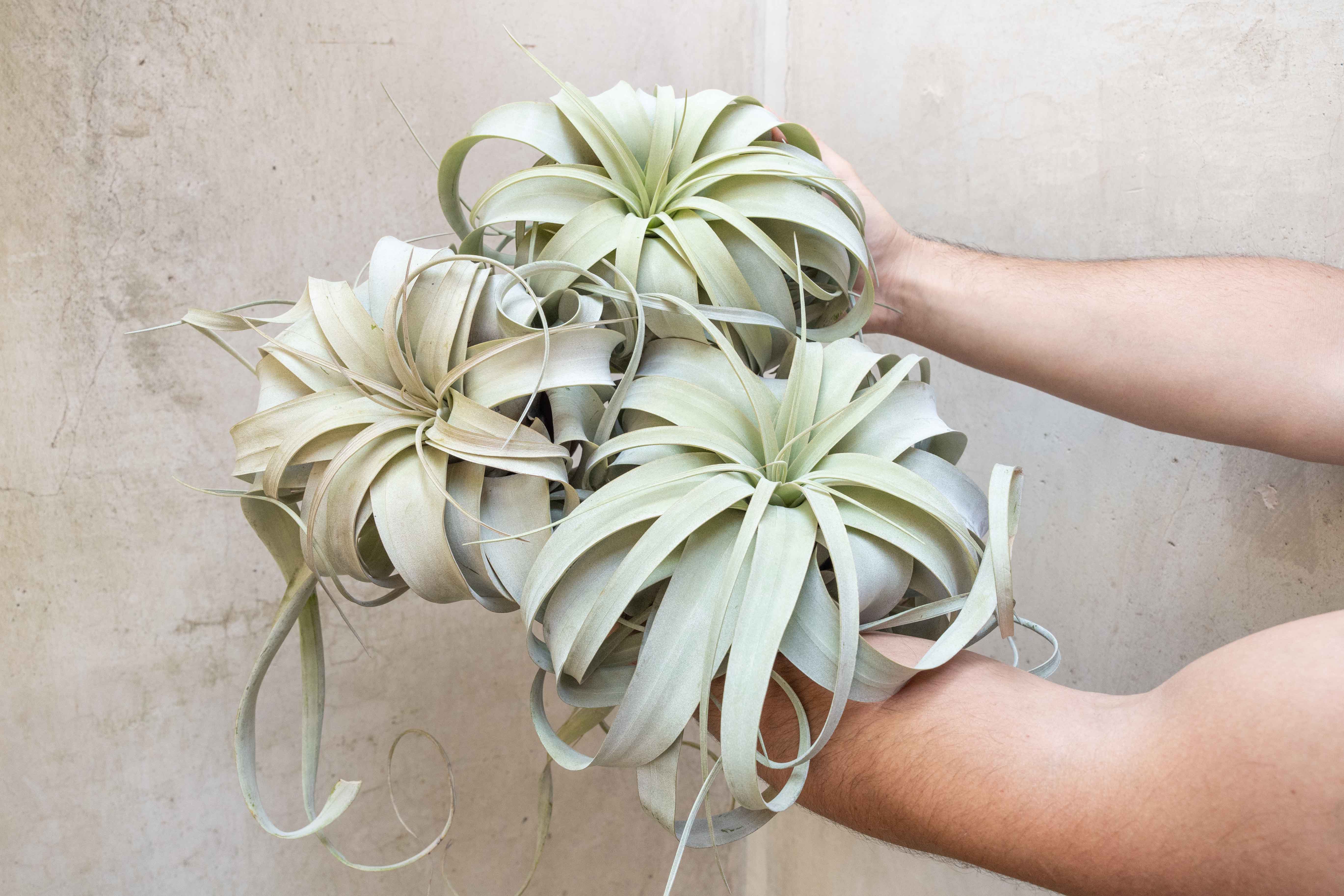 Wholesale: Jumbo Tillandsia Xerographica | 8+ Inch Plants - Image 4