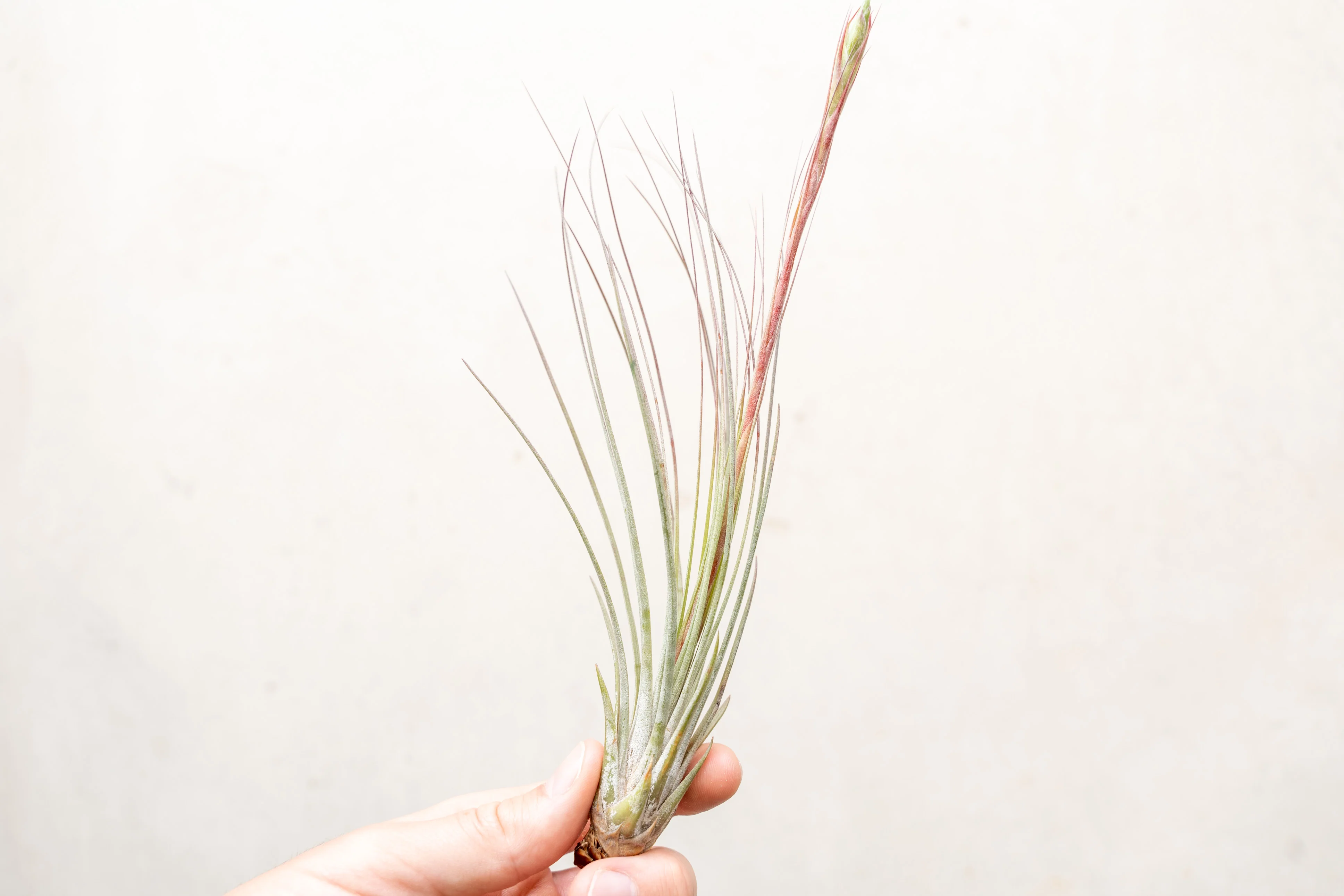 Wholesale: Tillandsia Juncea Air Plants - Image 4