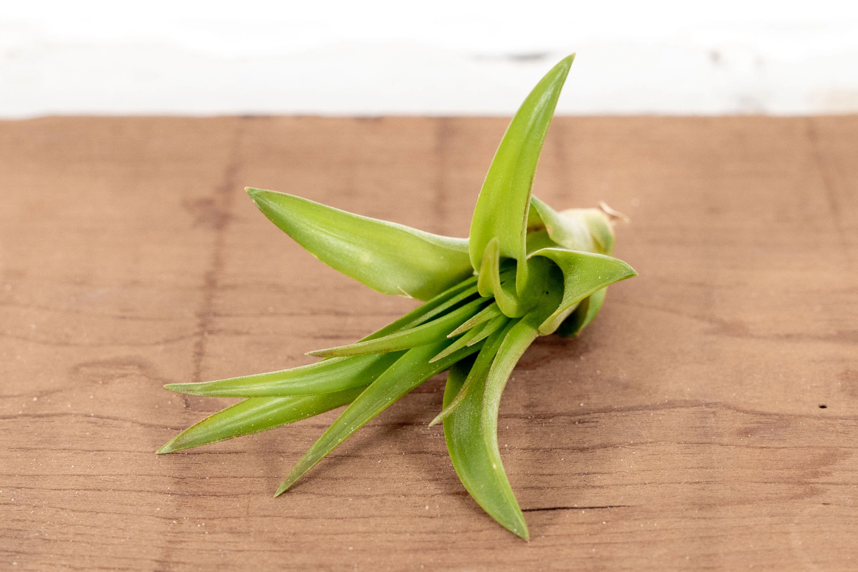 Wholesale: Large Tillandsia Brachycaulos Abdita Air Plants | 5-7 Inch Plants - Image 2