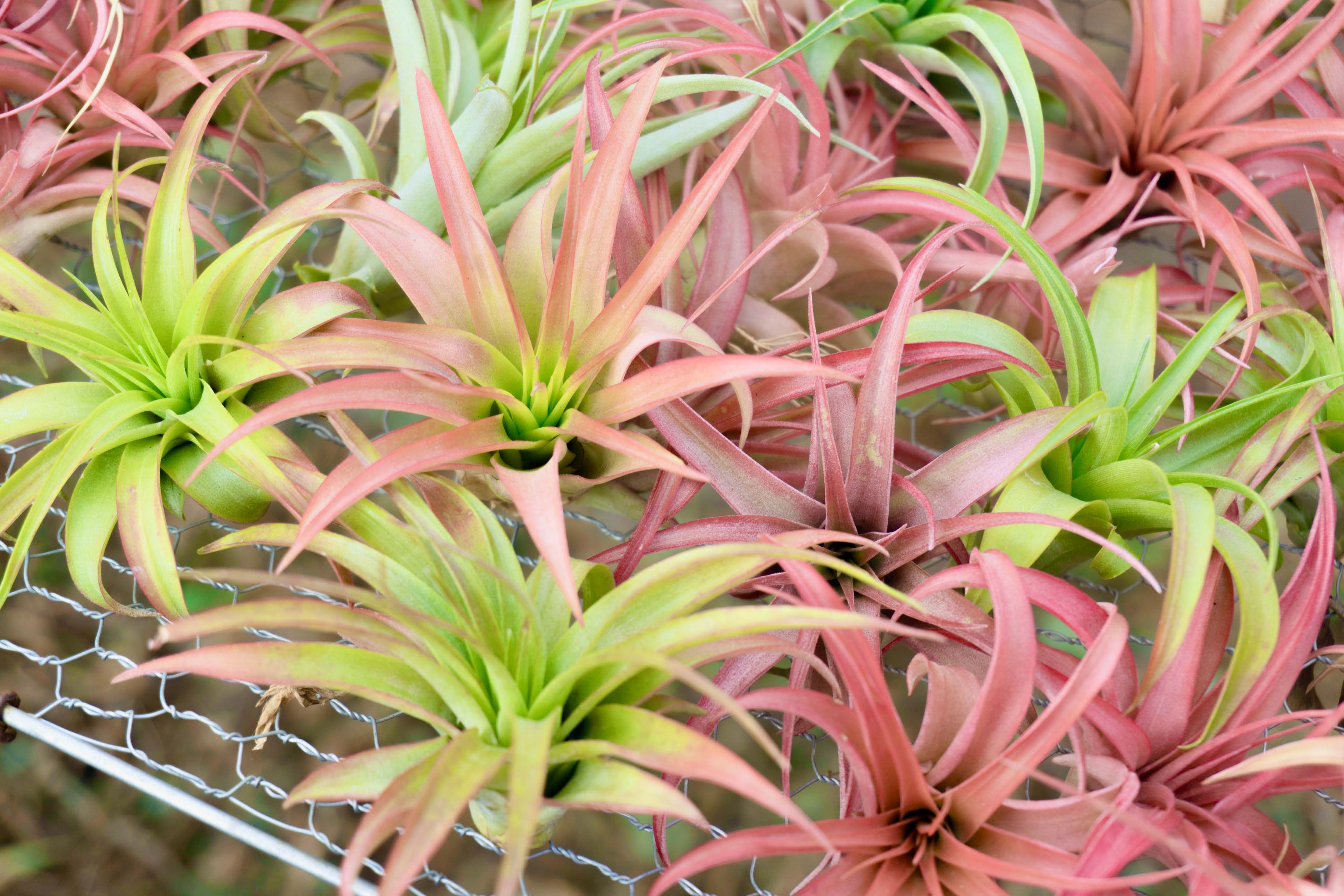 Wholesale: Large Tillandsia Brachycaulos Abdita Air Plants | 5-7 Inch Plants - Image 5