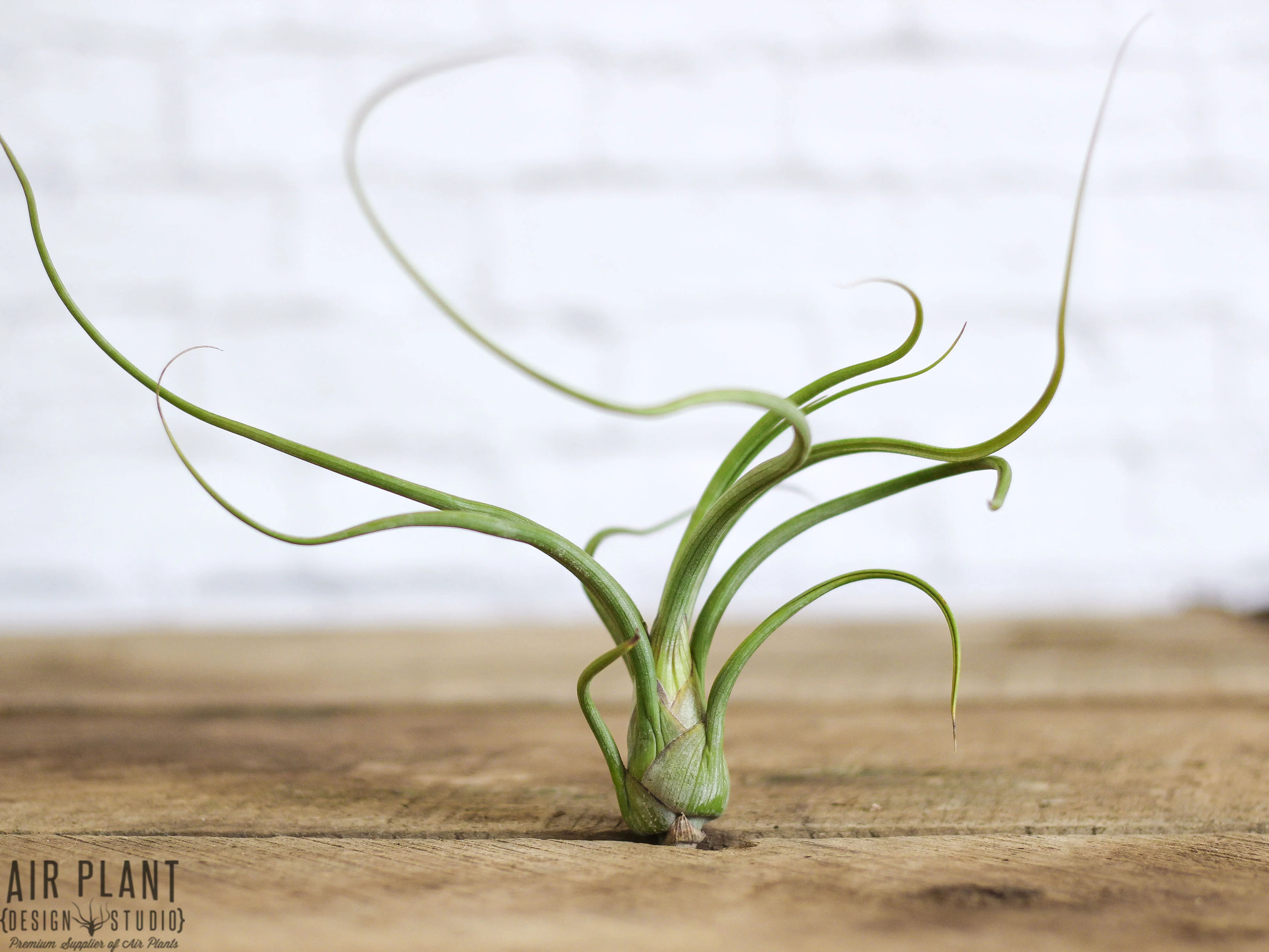 Wholesale: Large Tillandsia Baileyi Air Plants | 6-9 Inch Plants - Image 2