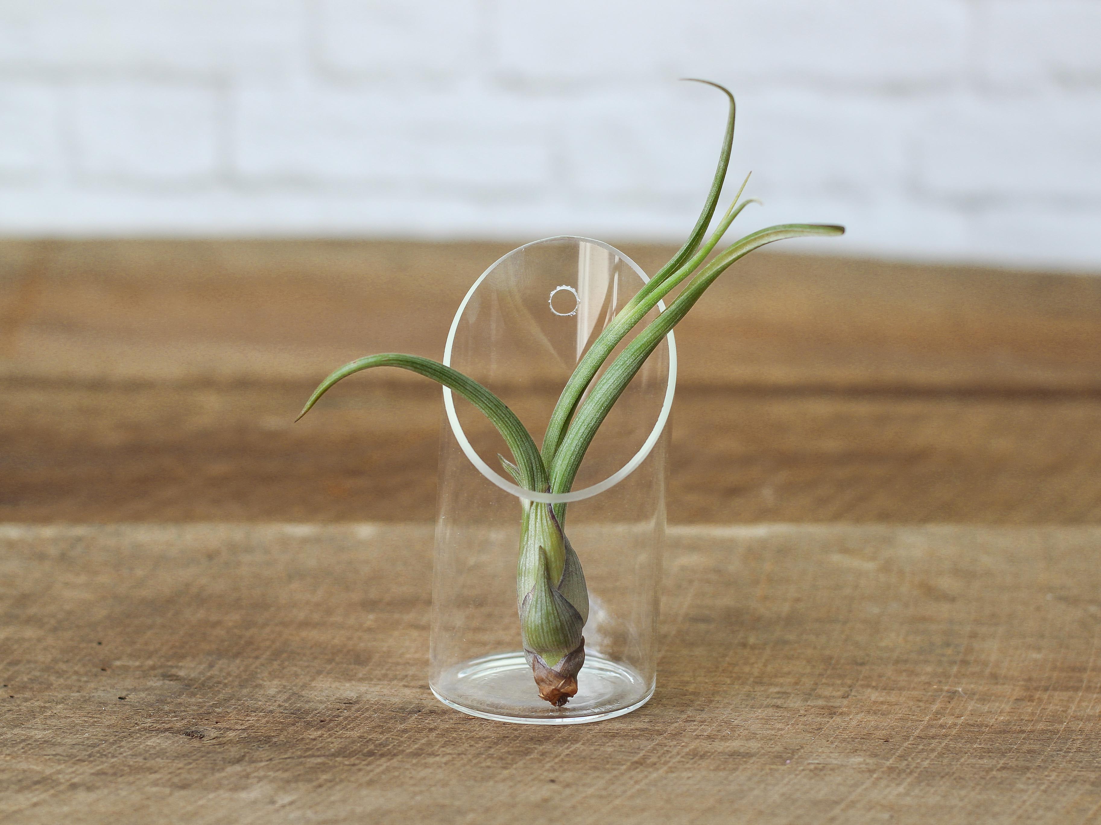 Wholesale: Large Tillandsia Baileyi Air Plants | 6-9 Inch Plants - Image 3