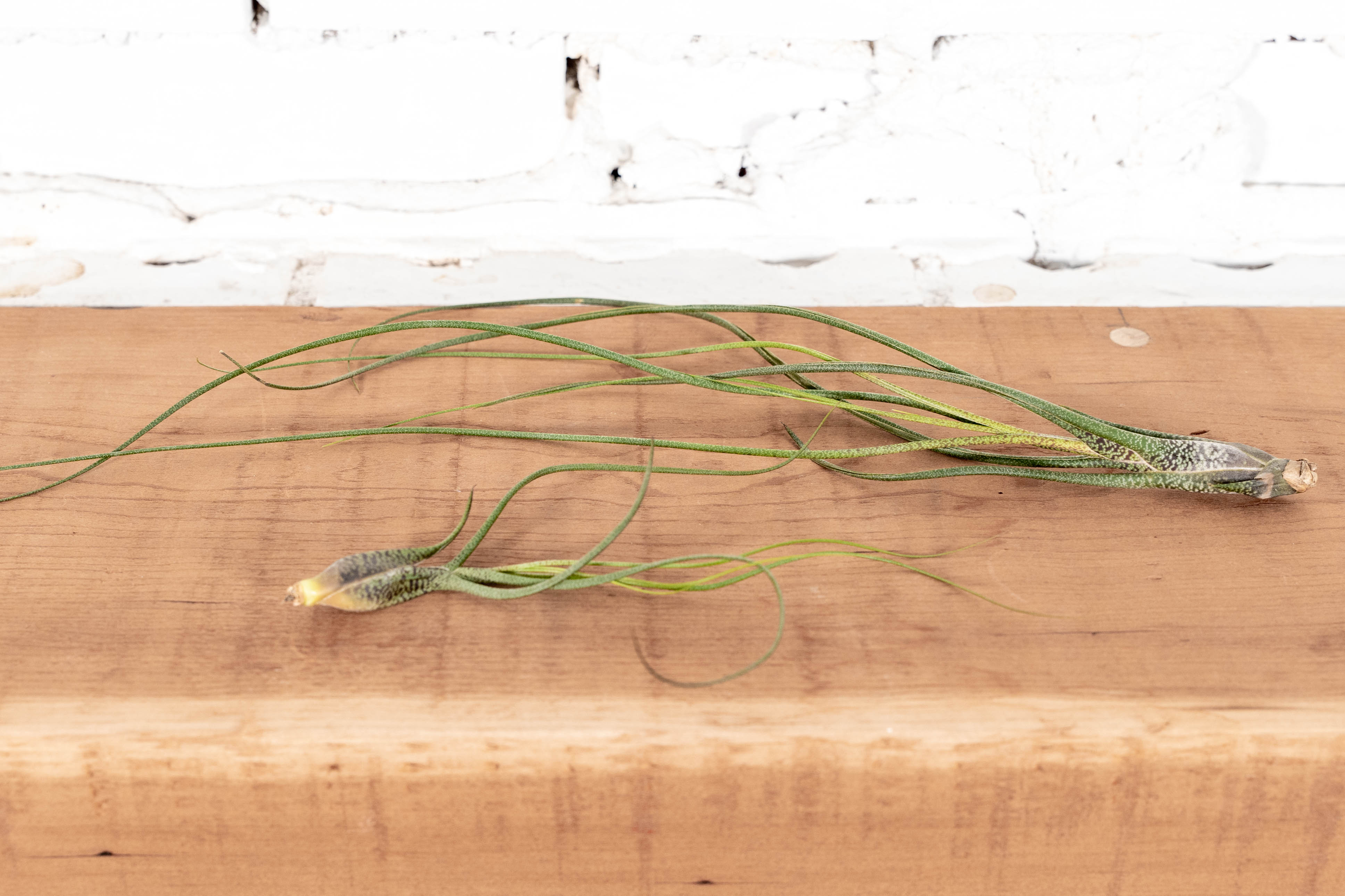 Wholesale: Large Tillandsia Butzii Air Plants | 6-9 Inch Plants