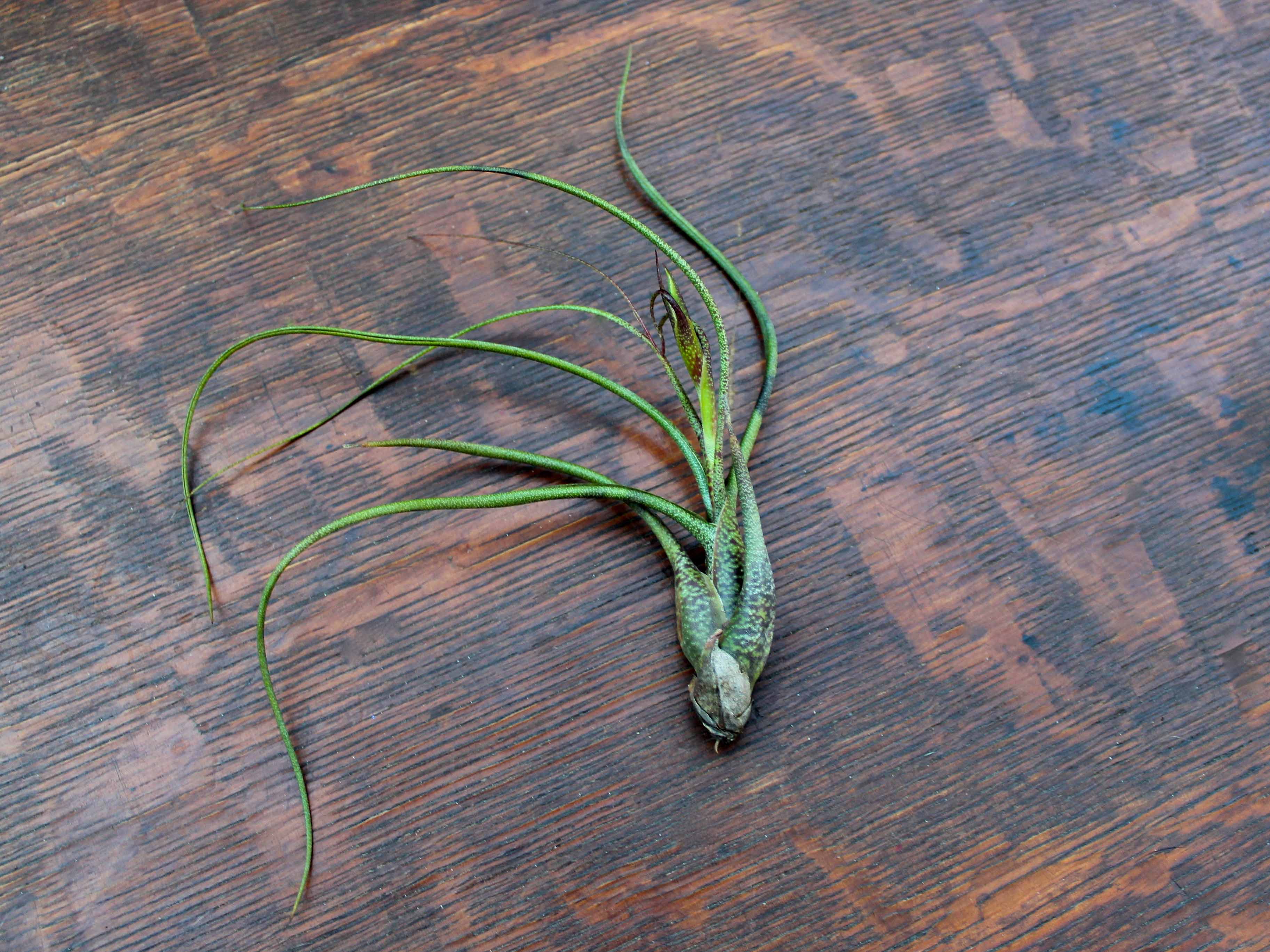 Wholesale: Large Tillandsia Butzii Air Plants | 6-9 Inch Plants - Image 3