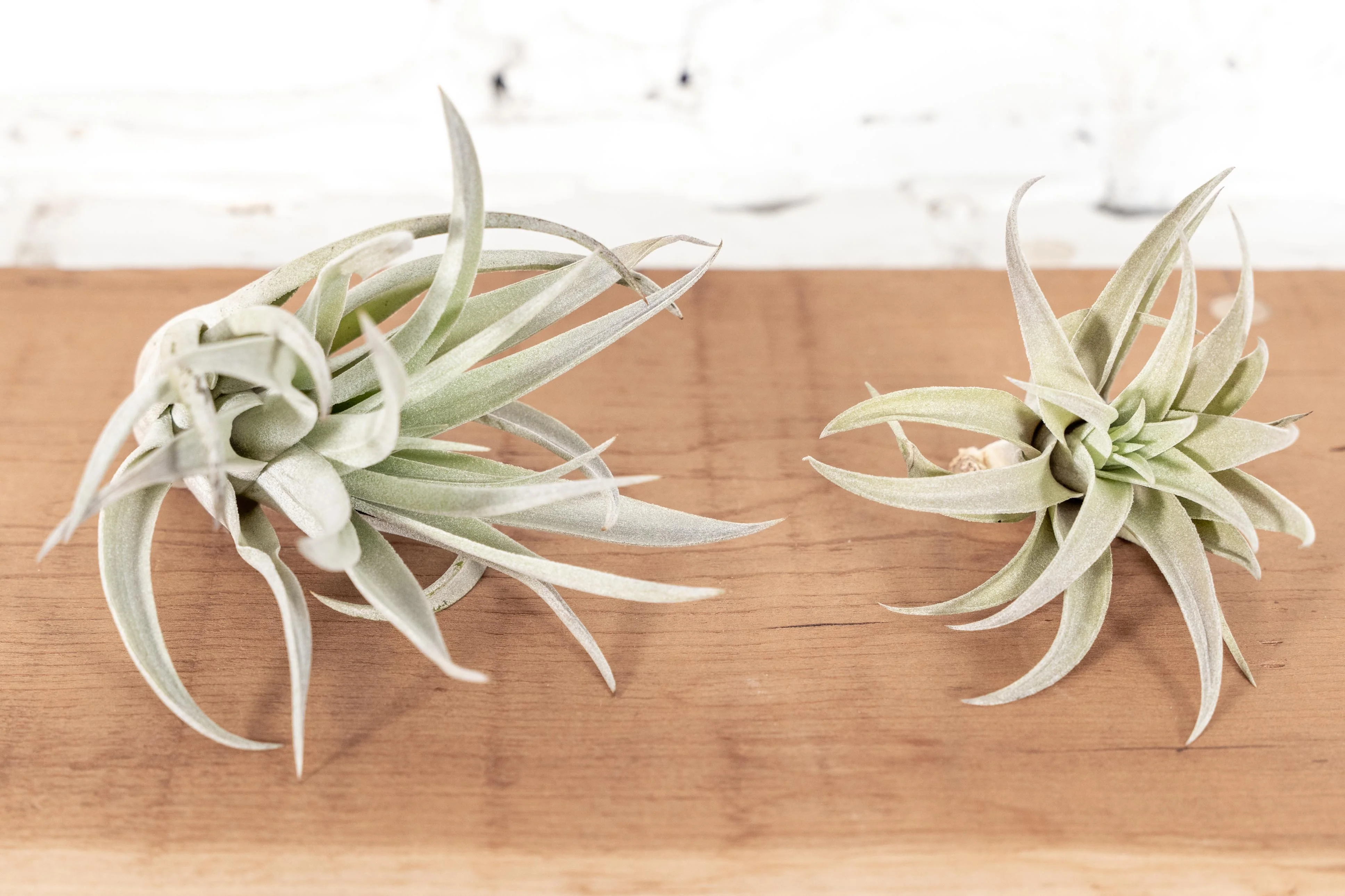 Wholesale: Large Tillandsia Harrisii Air Plants | 5-7 Inch Plants - Image 2
