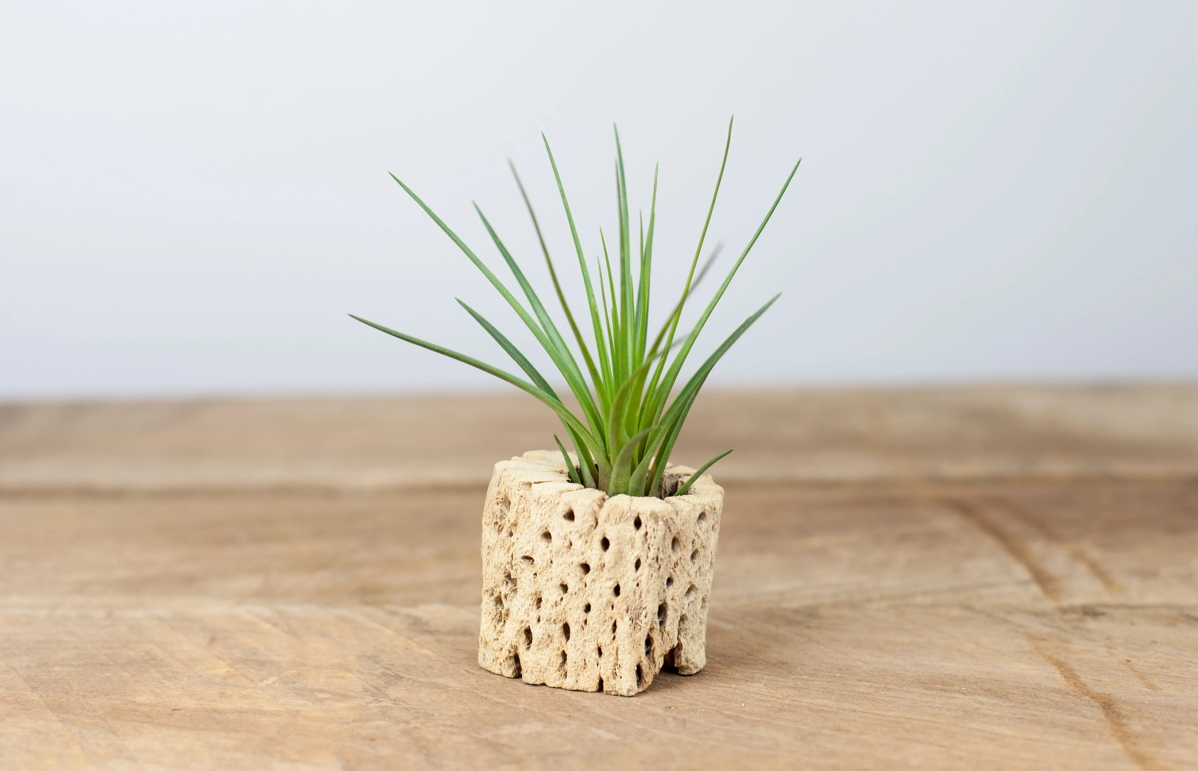 Wholesale: Large Tillandsia Melanocrater Tricolor Air Plants | 6-9 Inch Plants - Image 3