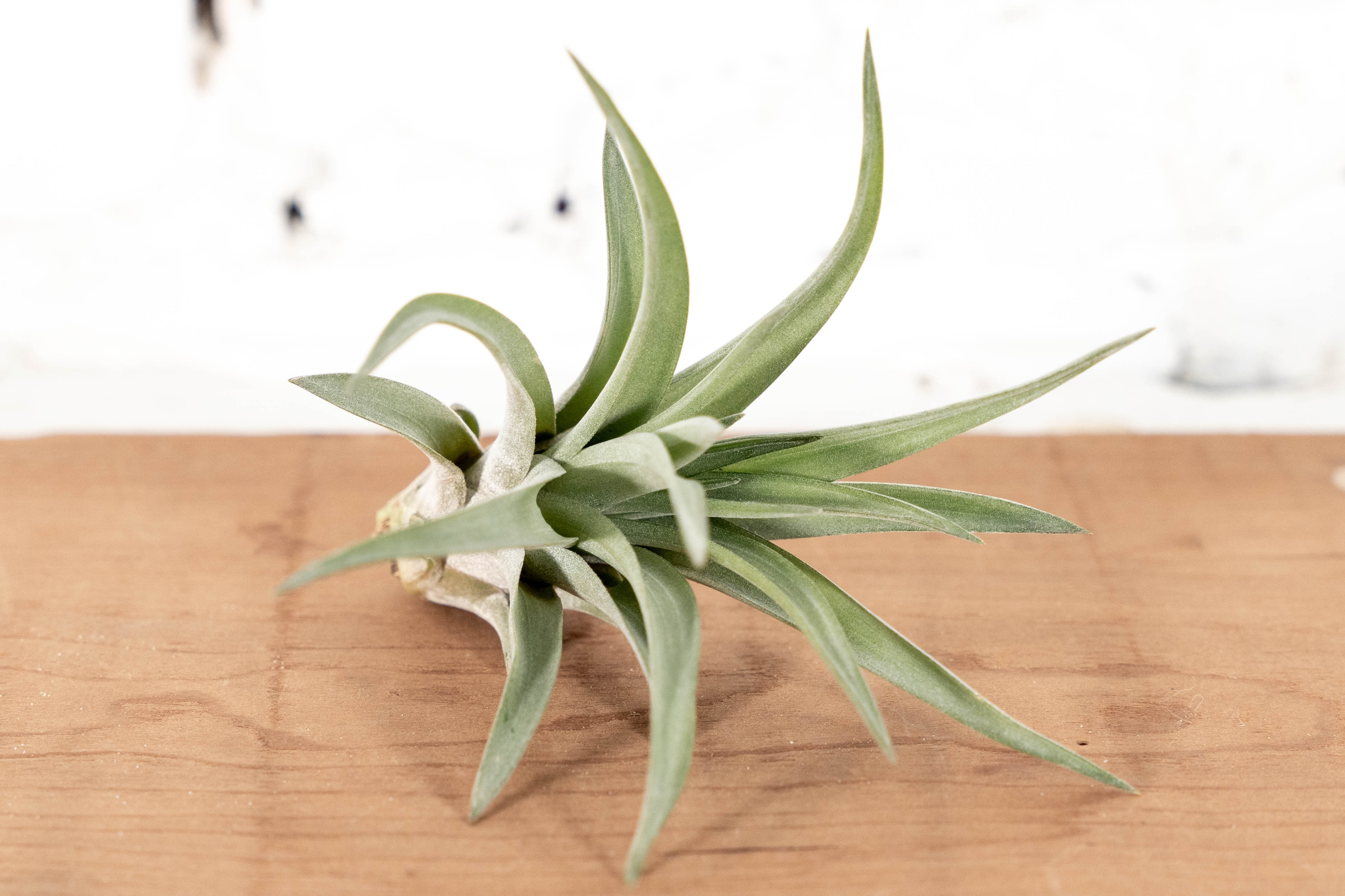Wholesale: Large Tillandsia Velutina Air Plants | 4-6 Inch Plants - Image 2