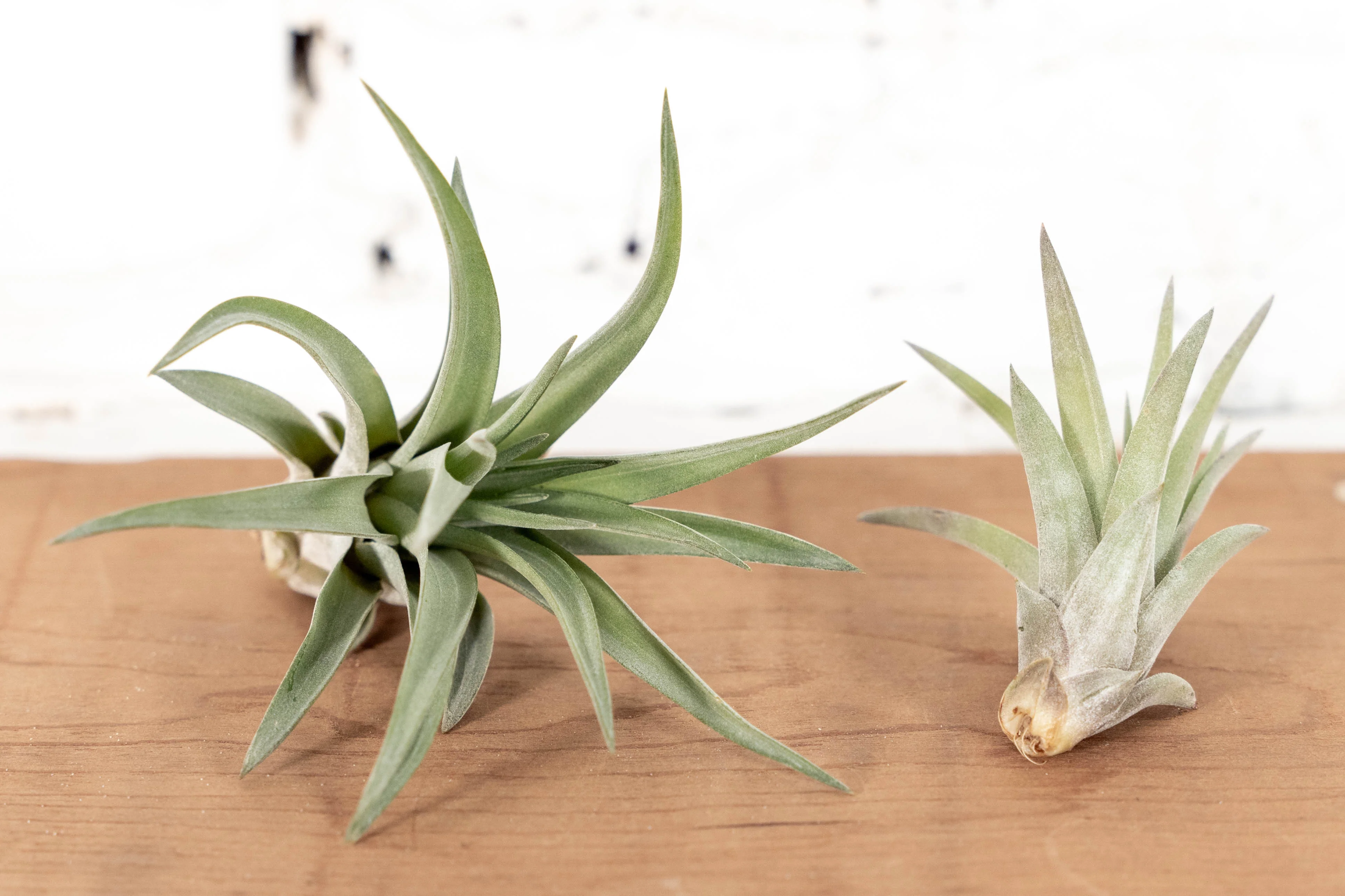 Wholesale: Large Tillandsia Velutina Air Plants | 4-6 Inch Plants - Image 4