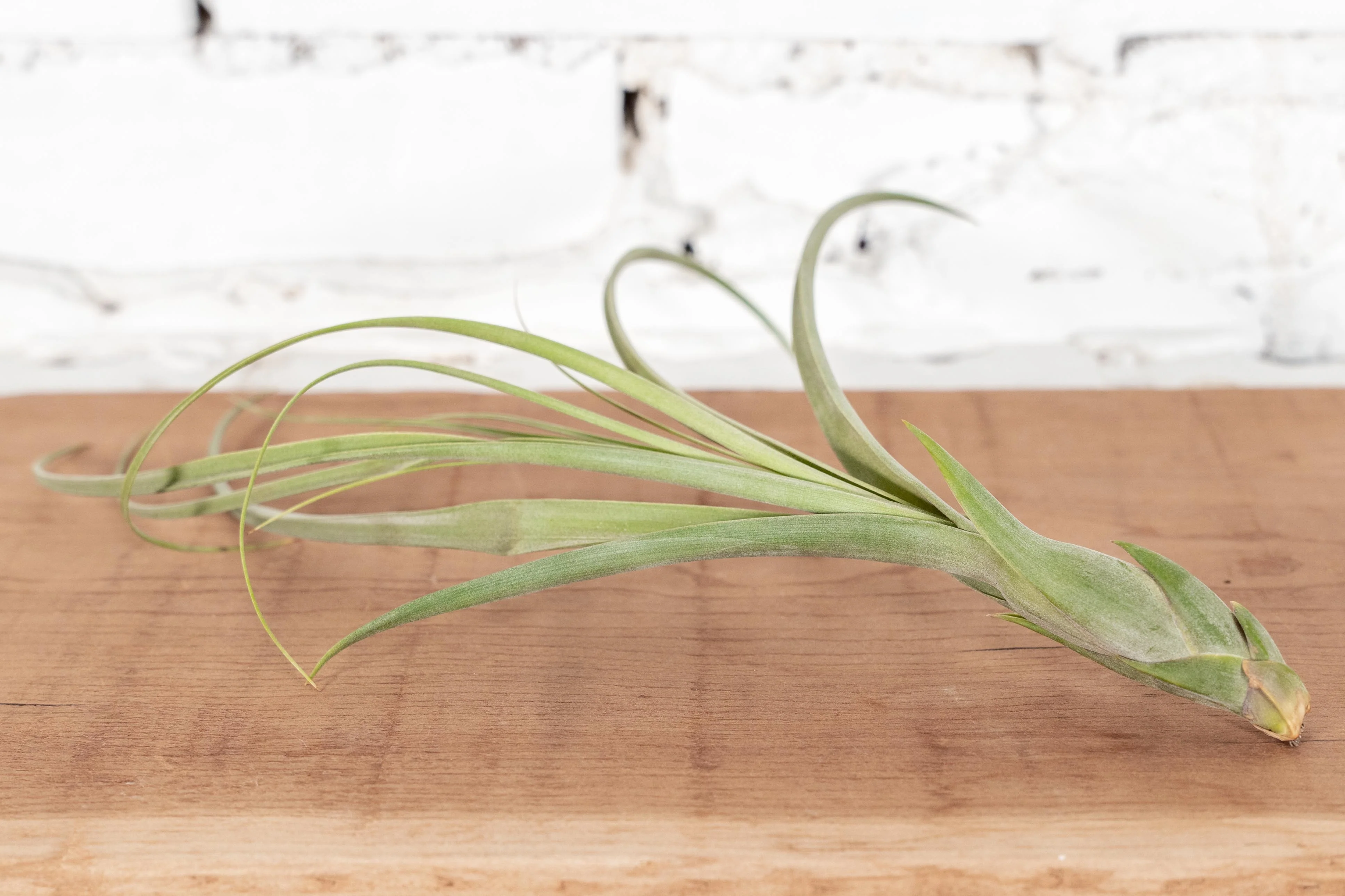 Wholesale: Large Tillandsia Balbisiana Air Plants