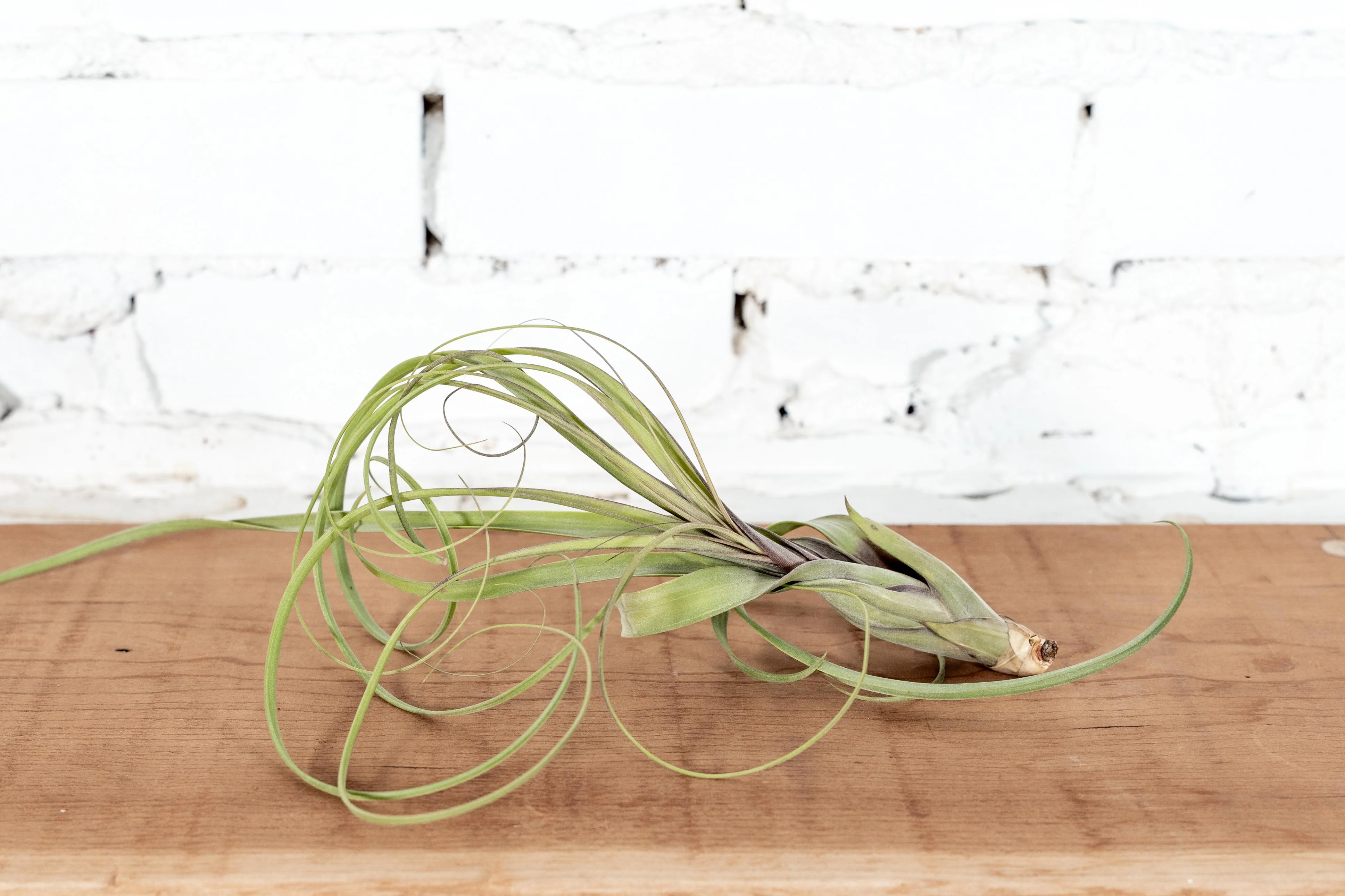 Wholesale: Large Tillandsia Balbisiana Air Plants - Image 2