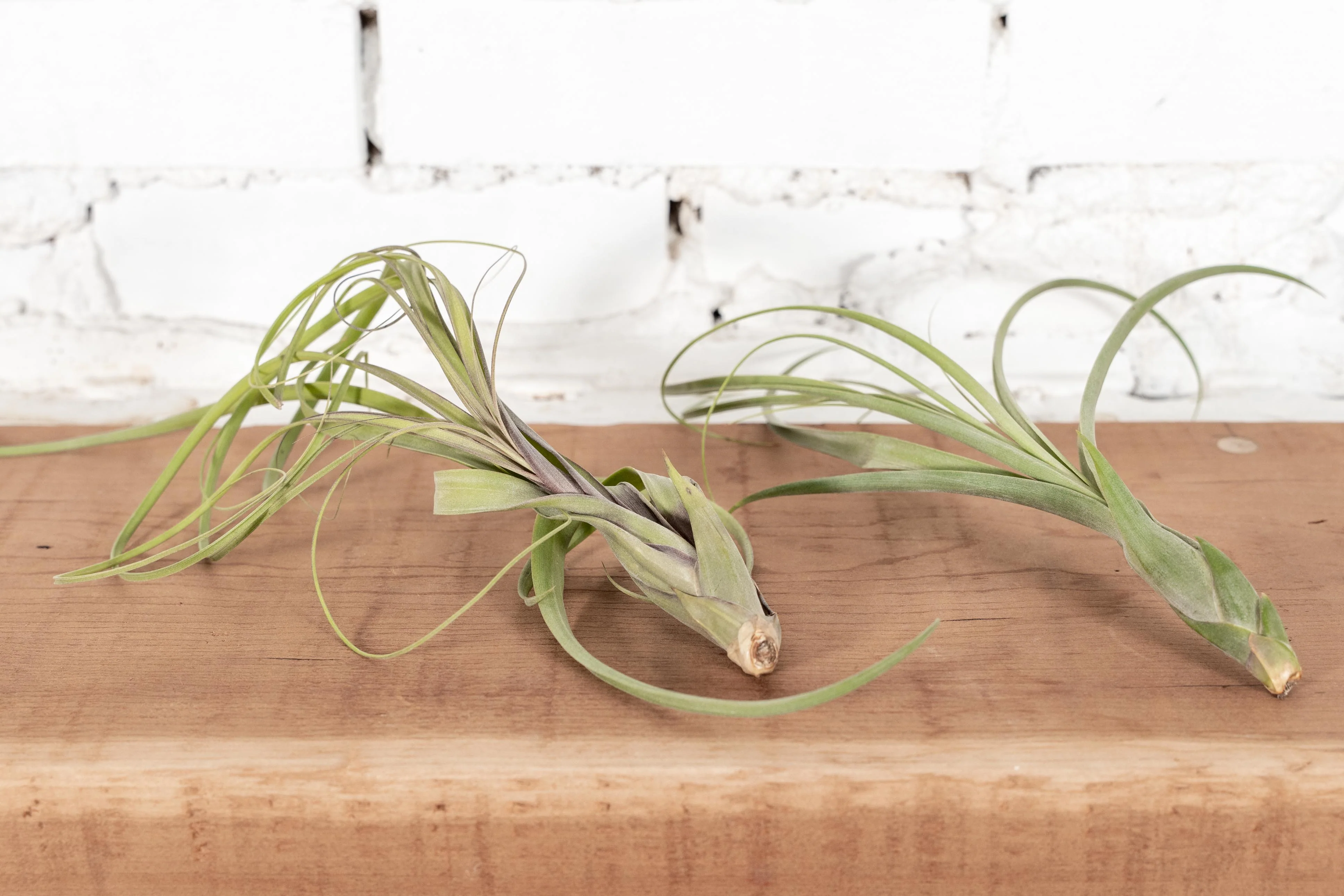Wholesale: Large Tillandsia Balbisiana Air Plants - Image 3