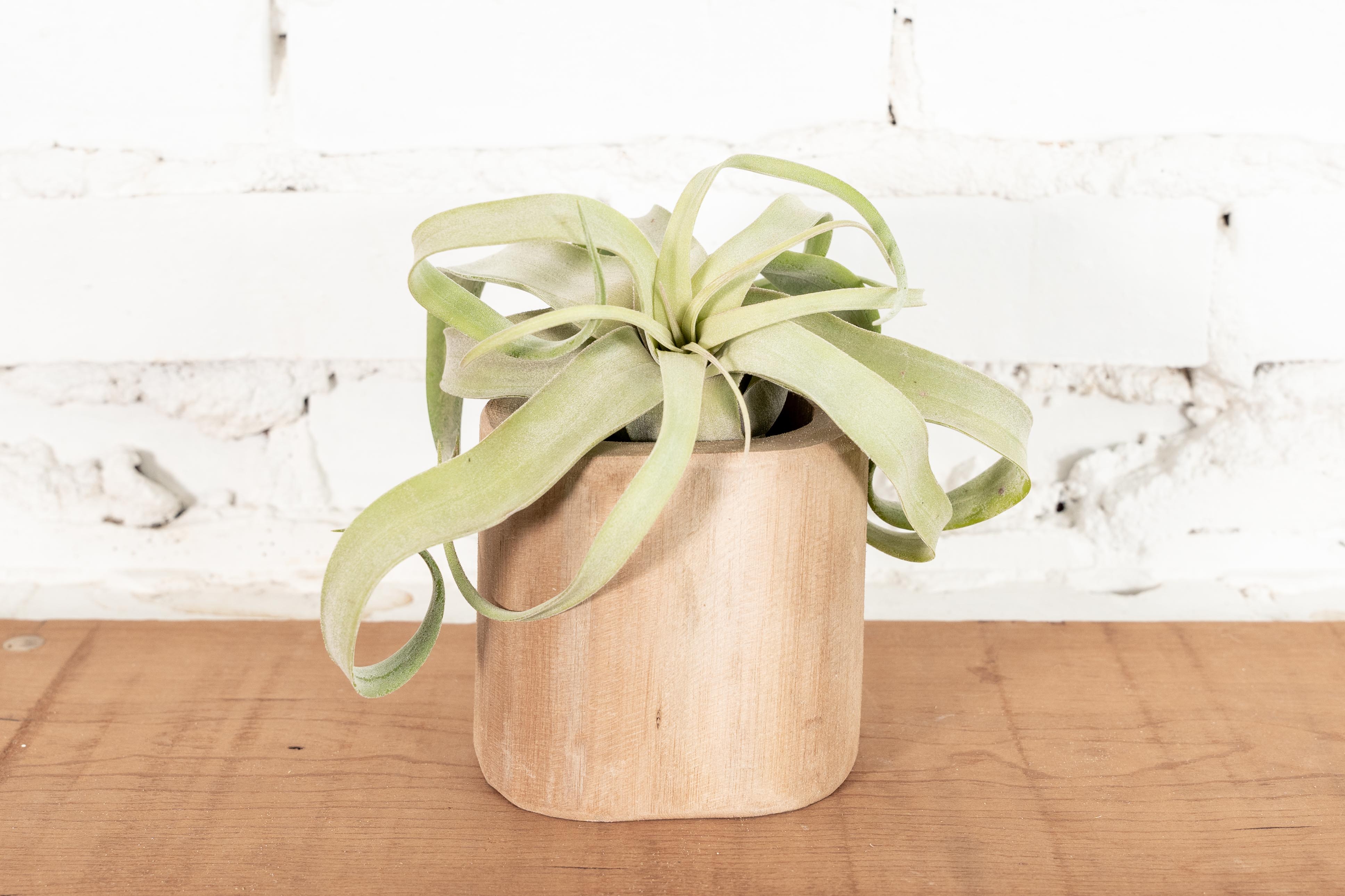 Wholesale: Large Driftwood Container with Assorted Tillandsia Air Plant - Image 3