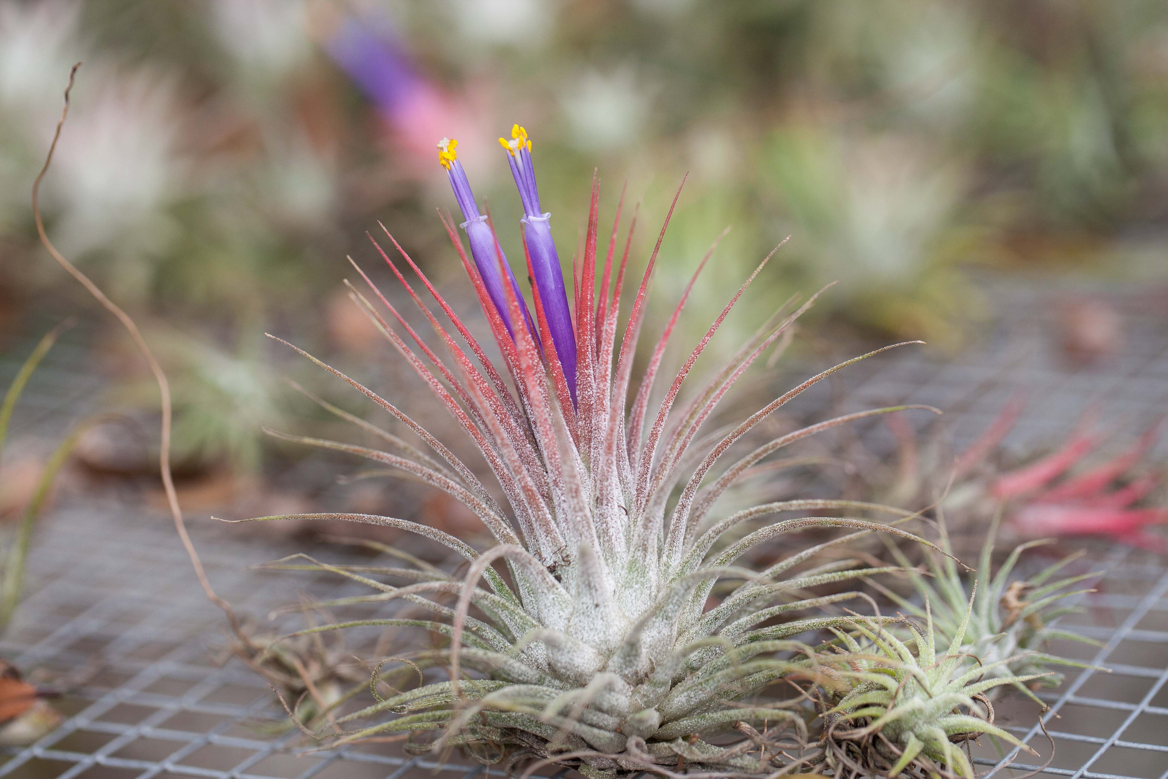 Wholesale: Large Tillandsia Ionantha Guatemala Air Plants