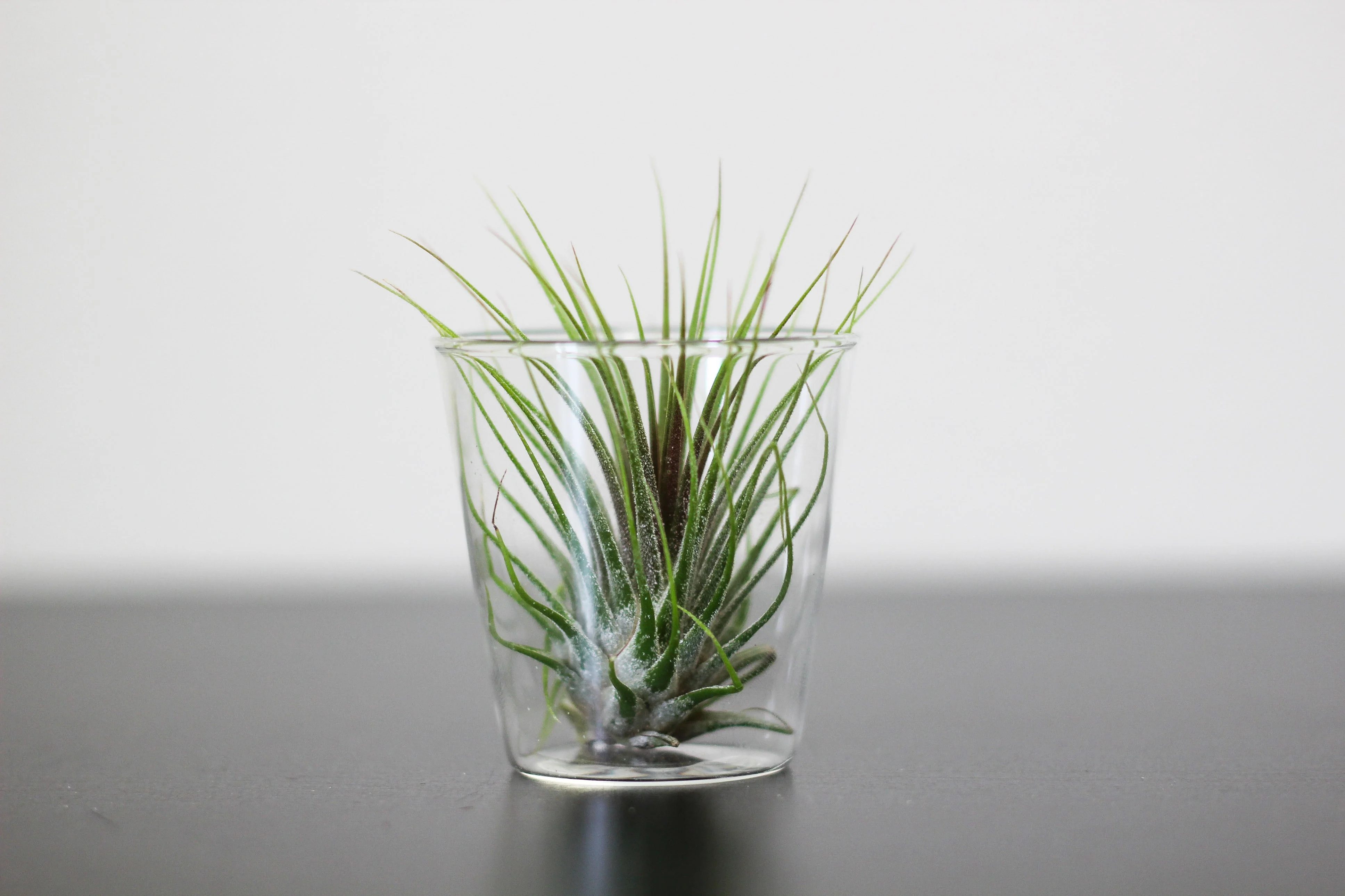 Wholesale: Large Tillandsia Ionantha Guatemala Air Plants - Image 5