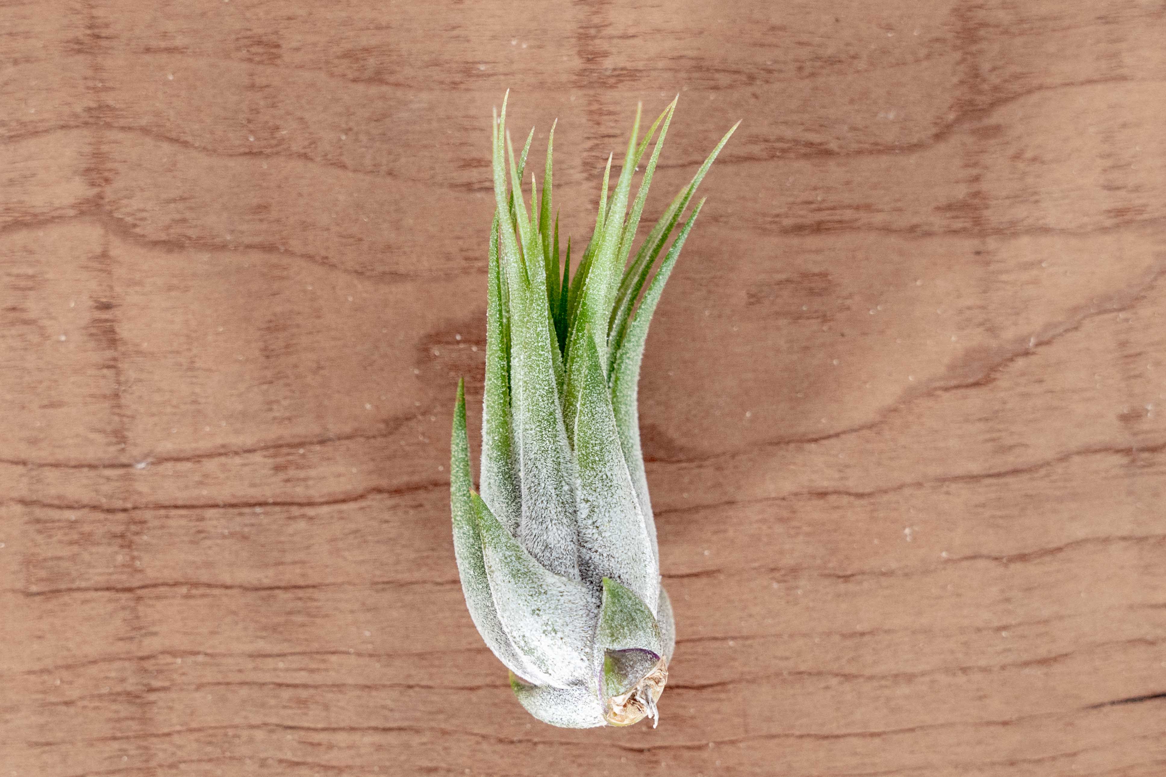Wholesale: Large Tillandsia Ionantha Scaposa Air Plants
