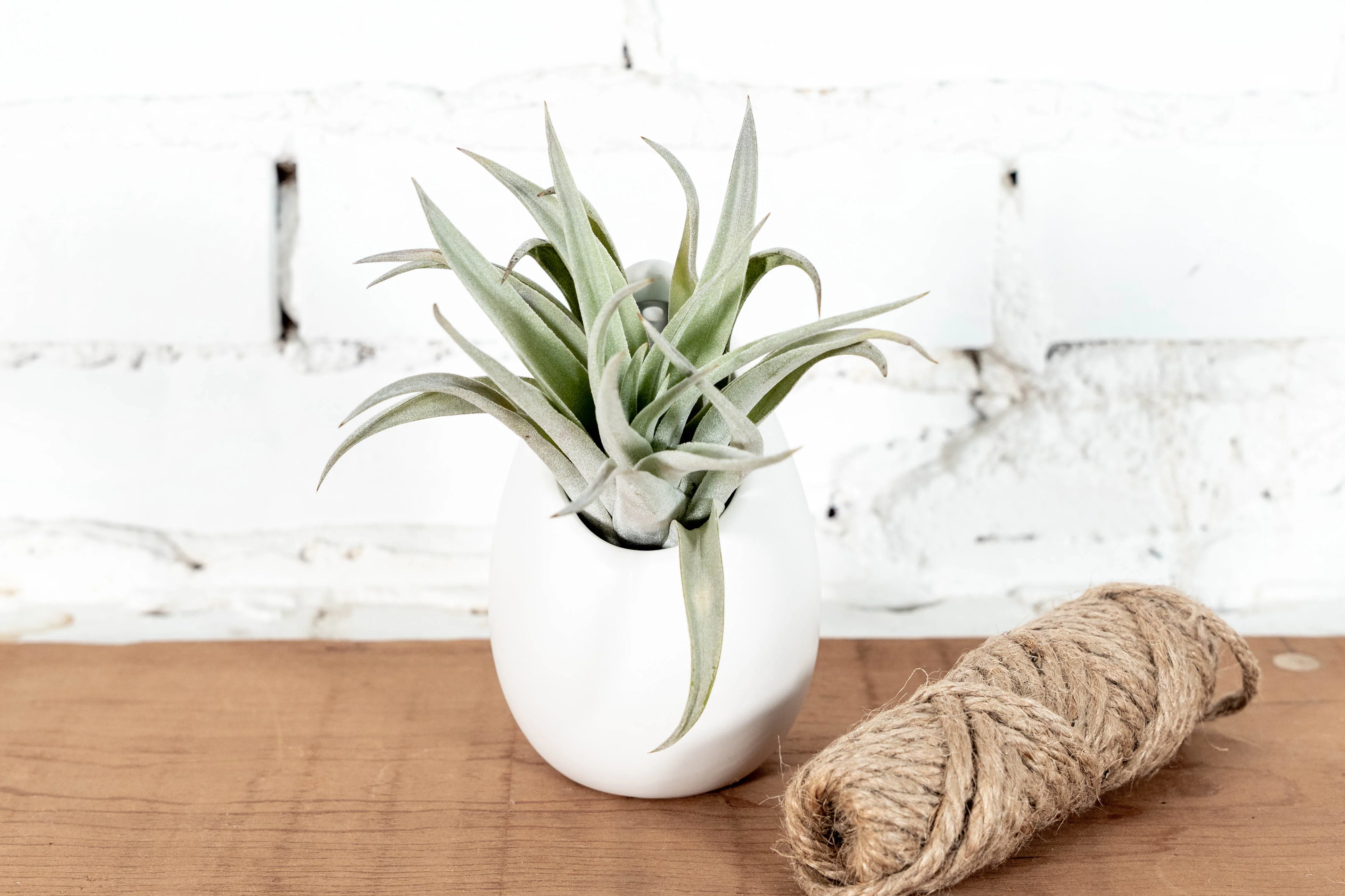 Wholesale: Large Ivory Ceramic Hanging Planter with Assorted Tillandsia Air Plant - Image 2