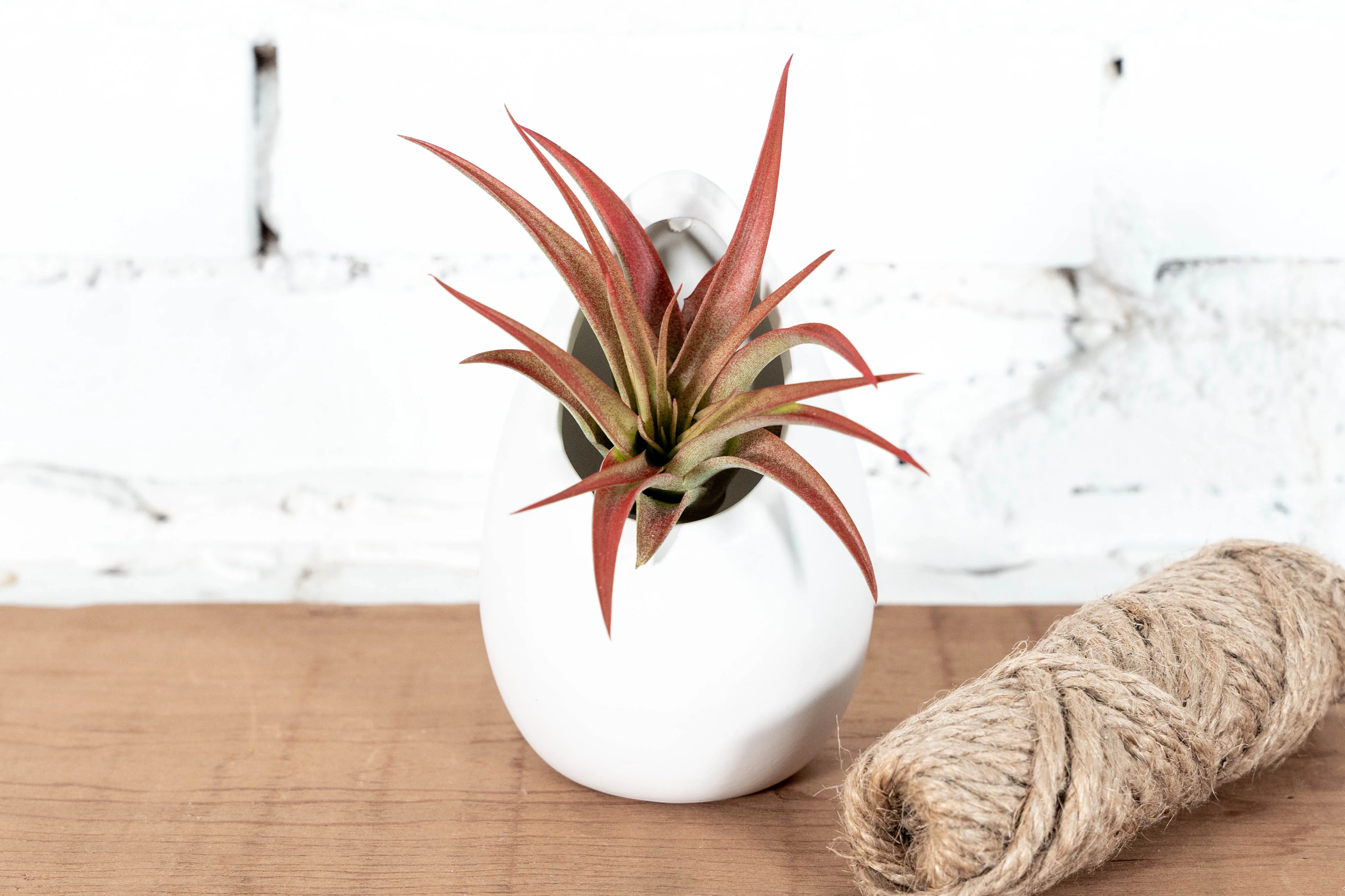 Wholesale: Large Ivory Ceramic Hanging Planter with Assorted Tillandsia Air Plant - Image 3