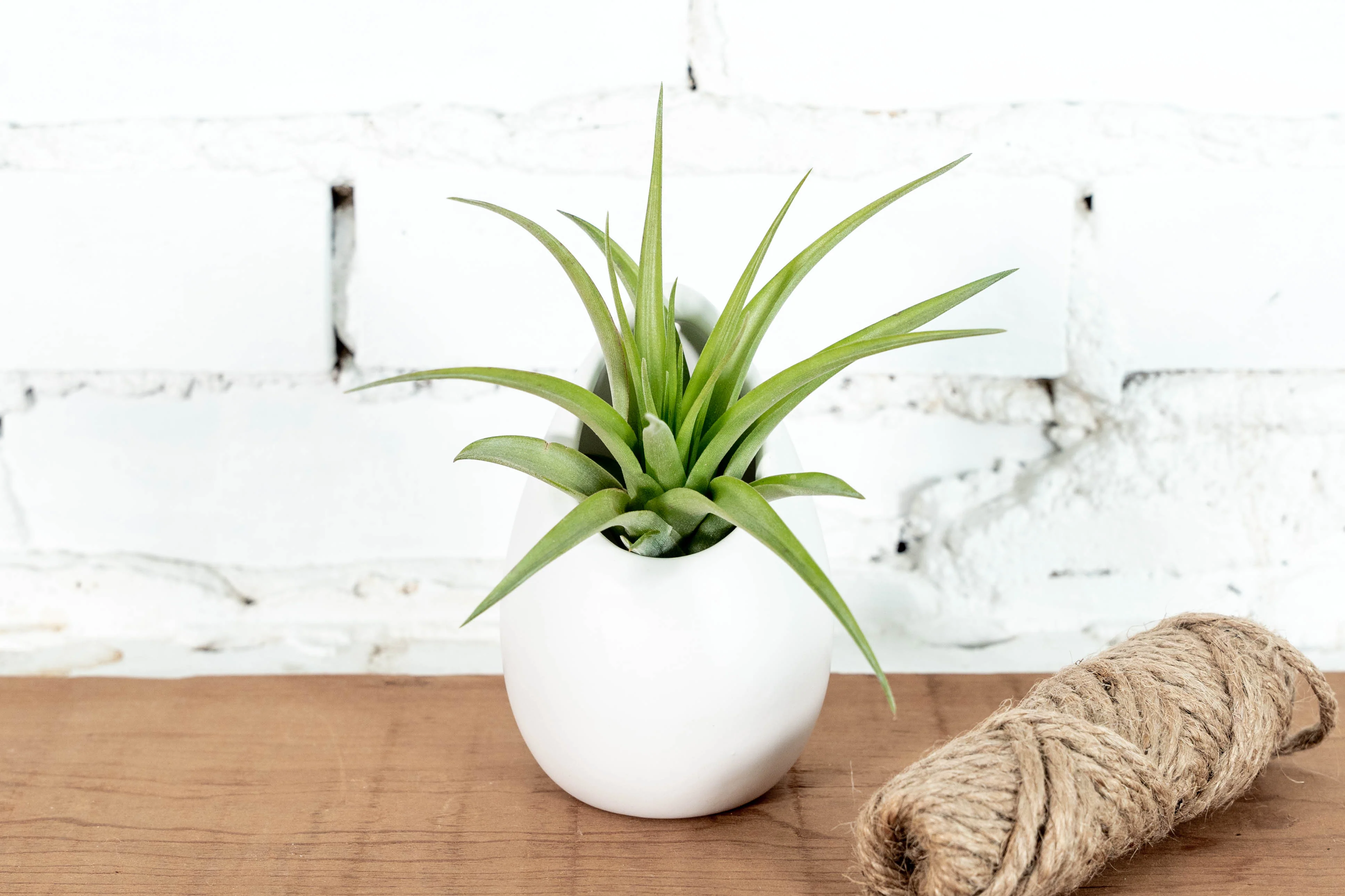 Wholesale: Large Ivory Ceramic Hanging Planter with Assorted Tillandsia Air Plant - Image 4