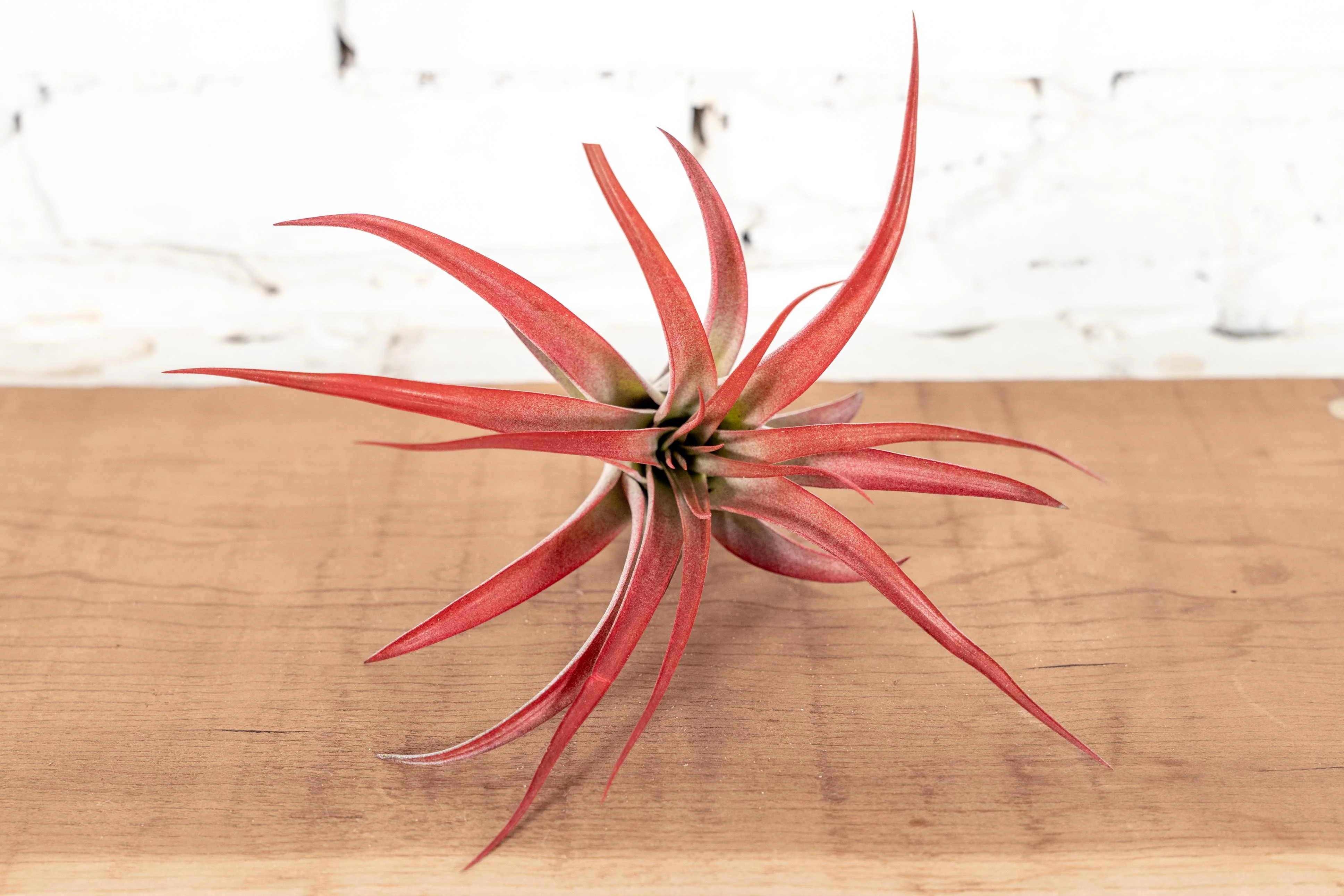 Wholesale: Large Tillandsia Red Abdita Brachycaulos Air Plants | 5-7 Inch Plants