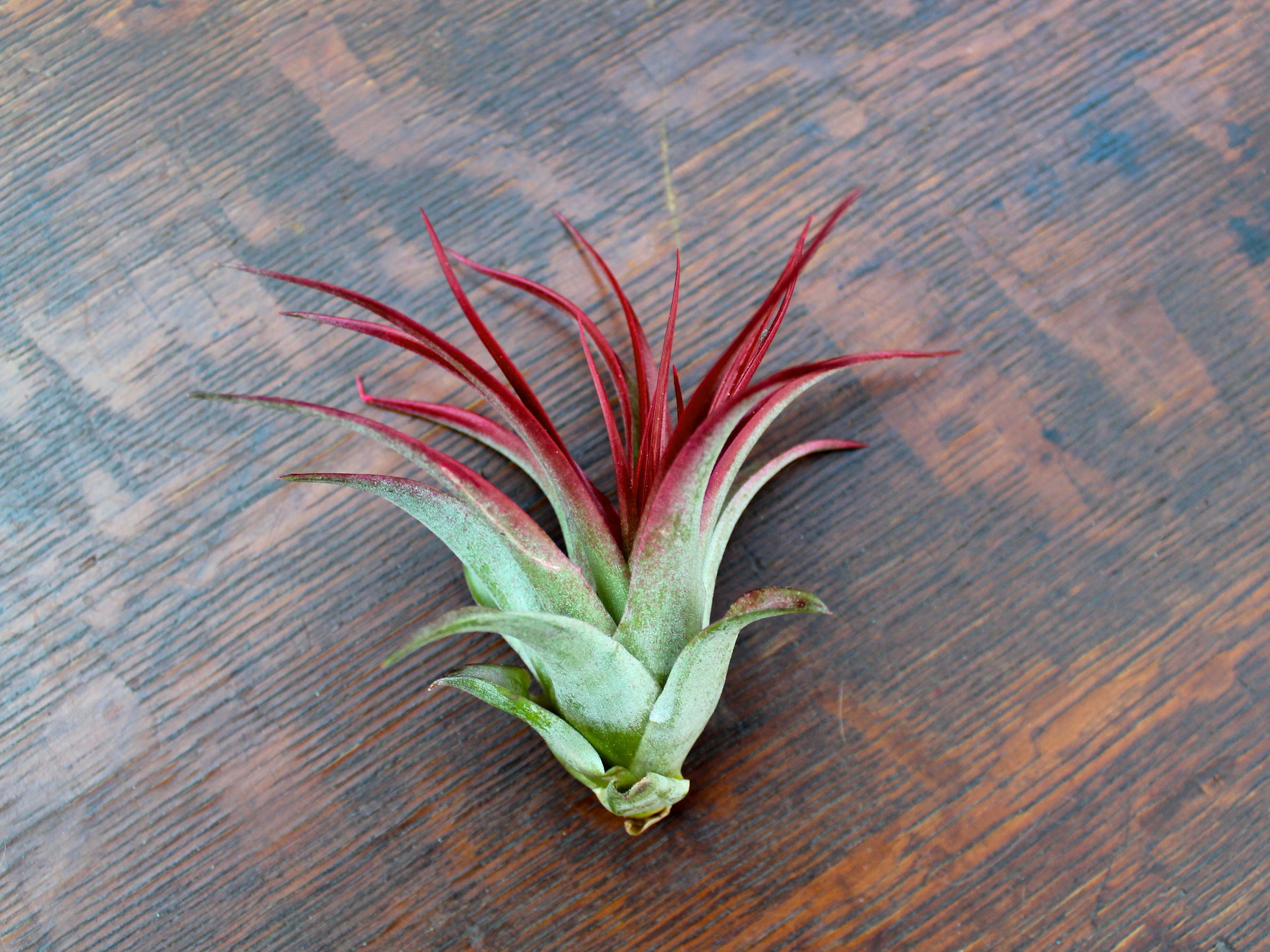 Wholesale: Large Tillandsia Red Abdita Brachycaulos Air Plants | 5-7 Inch Plants - Image 3