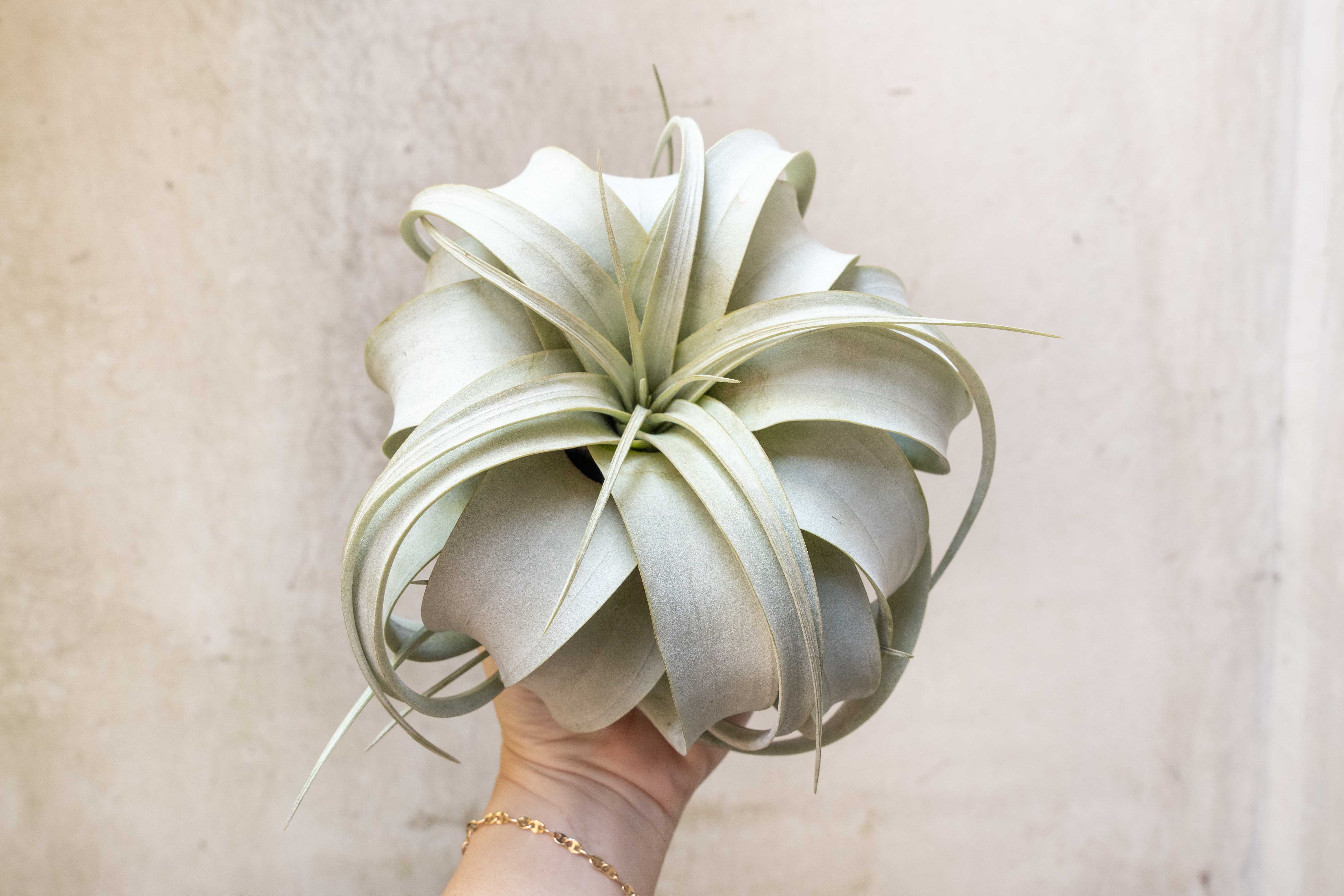 Wholesale: Large Tillandsia Xerographica | 6-8 Inch Plants - Image 2