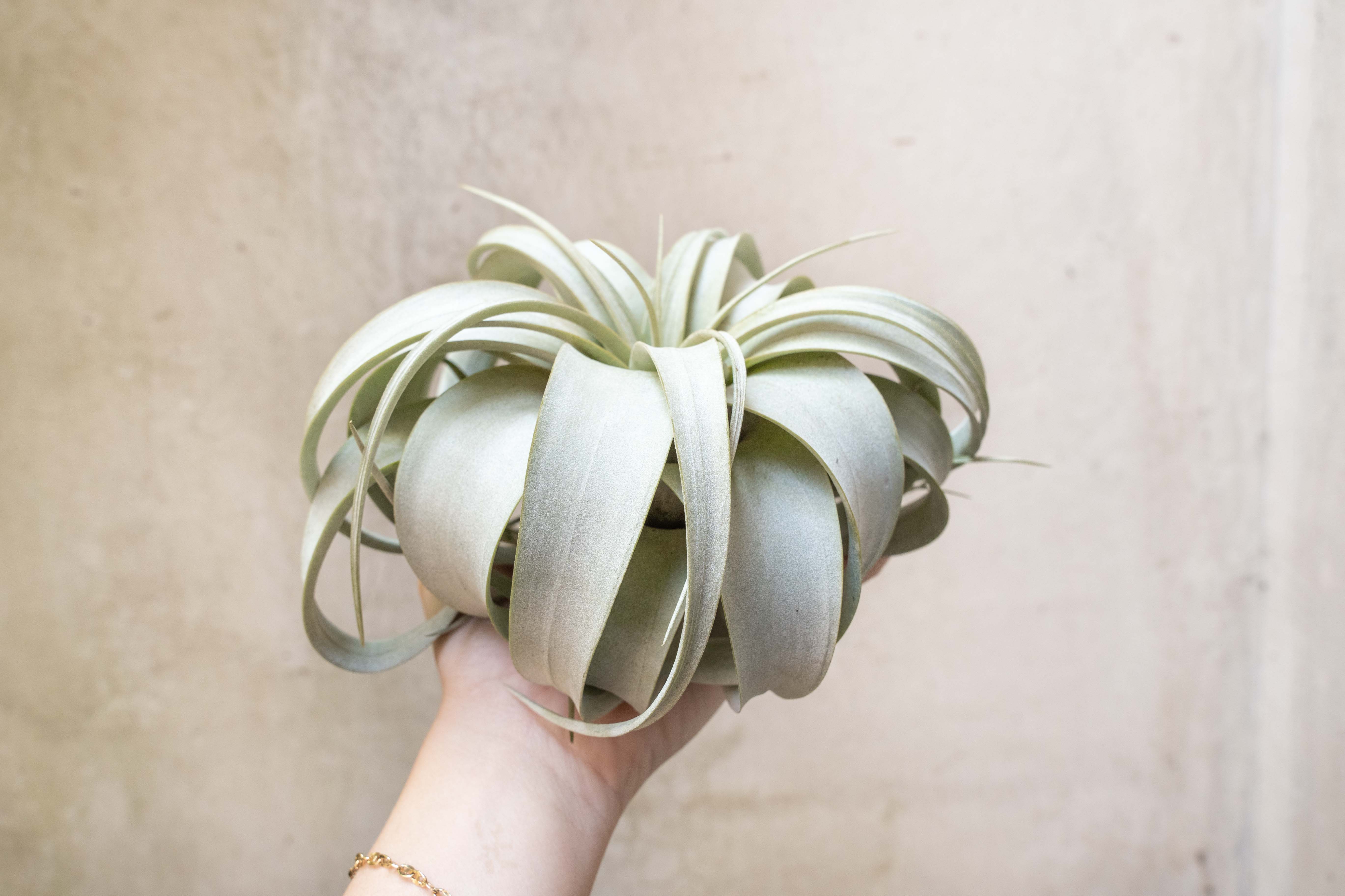 Wholesale: Large Tillandsia Xerographica | 6-8 Inch Plants - Image 3