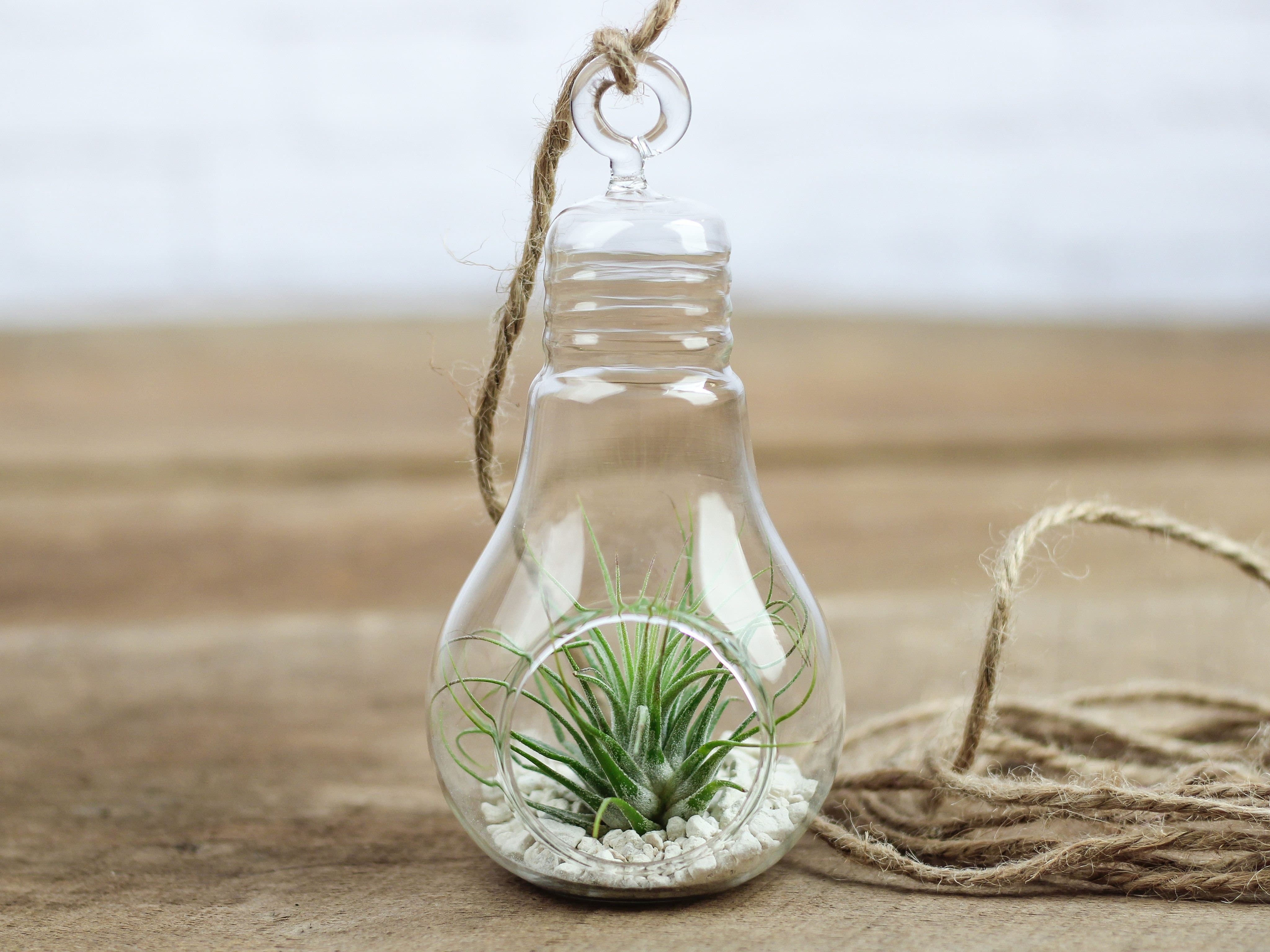 Wholesale: Light Bulb Terrarium with Tillandsia Ionantha Air Plant