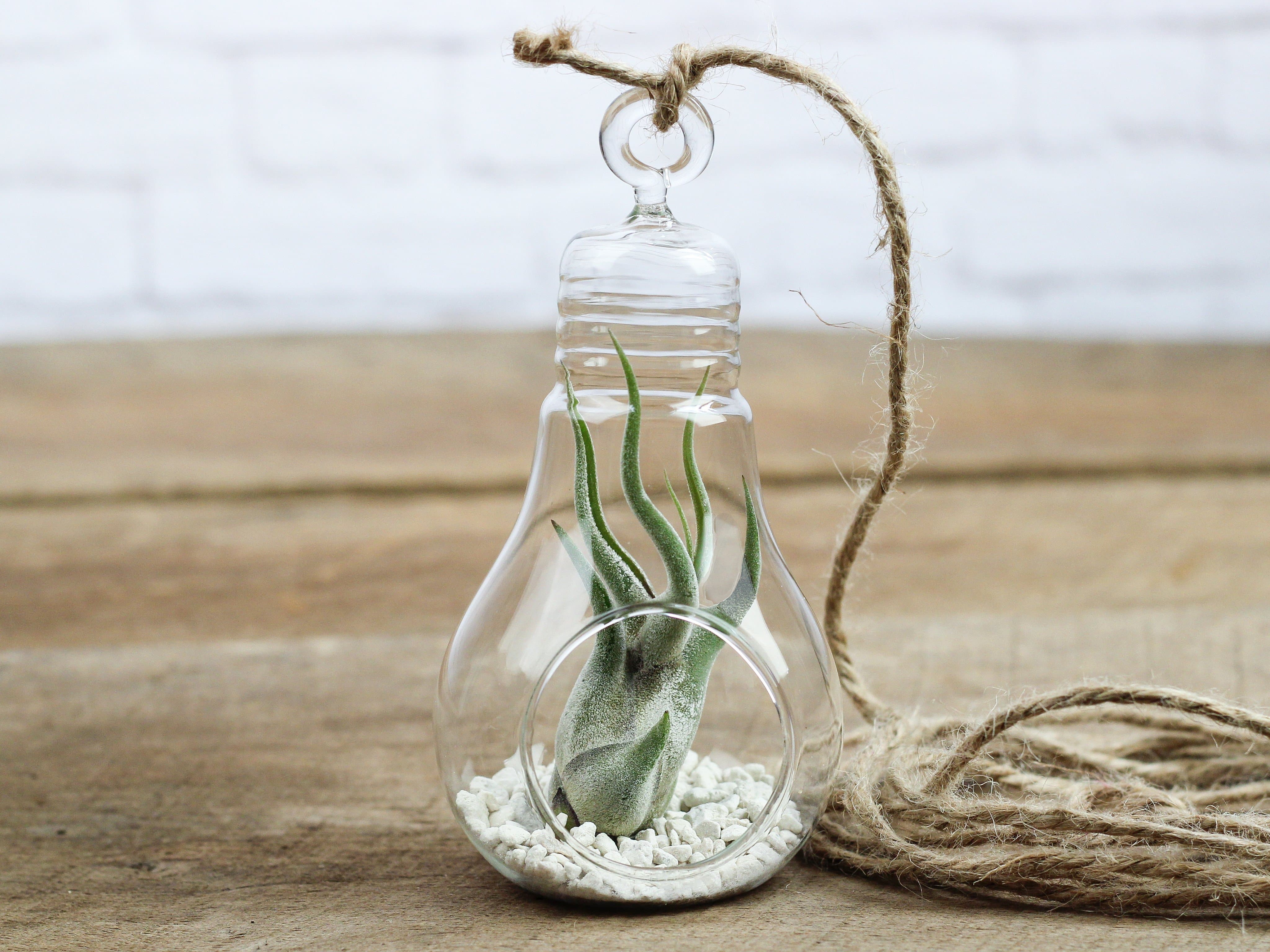 Wholesale: Light Bulb Terrarium with Tillandsia Caput Medusae Air Plant