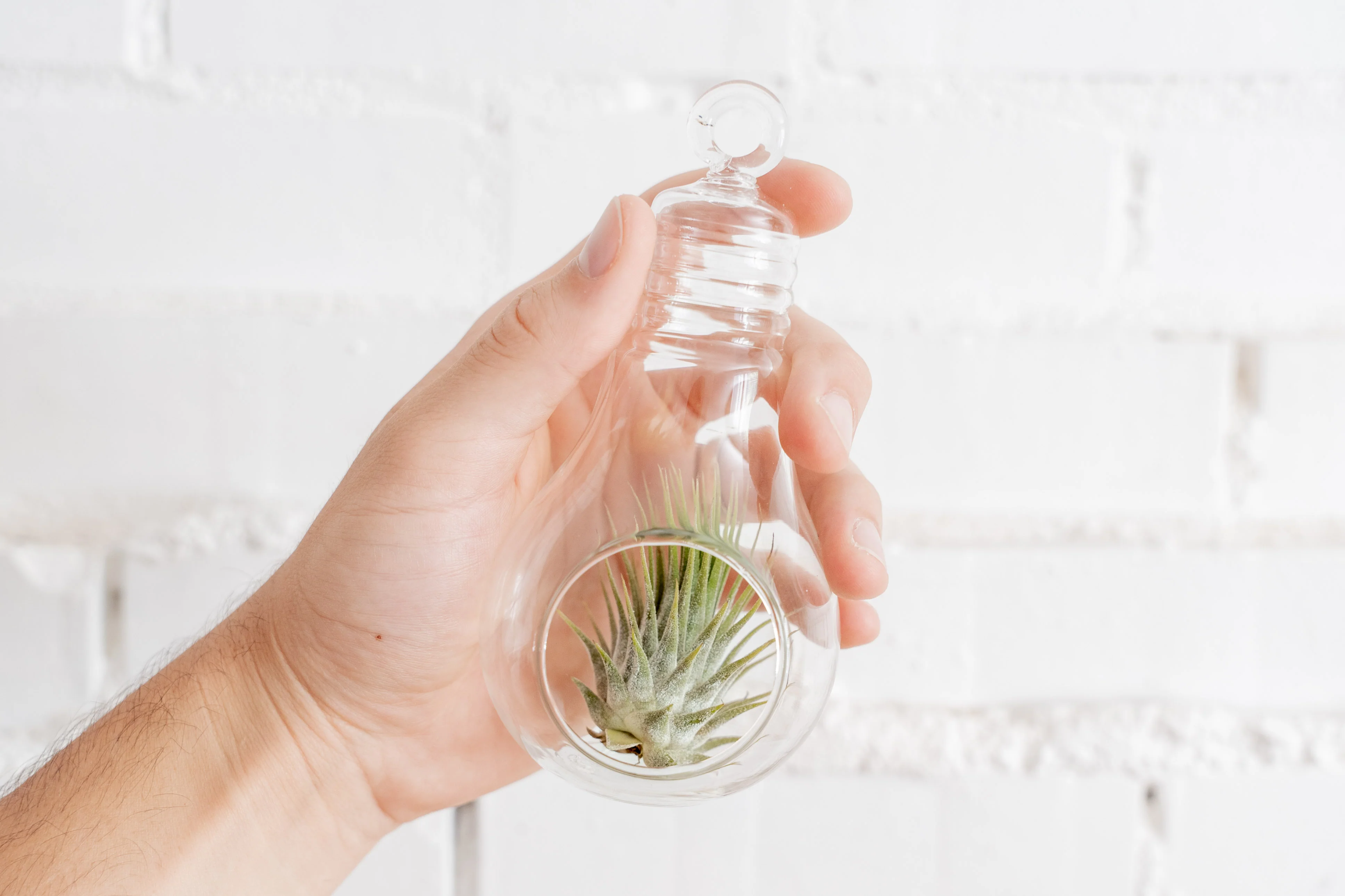 Wholesale: Light Bulb Glass Terrariums - Image 2