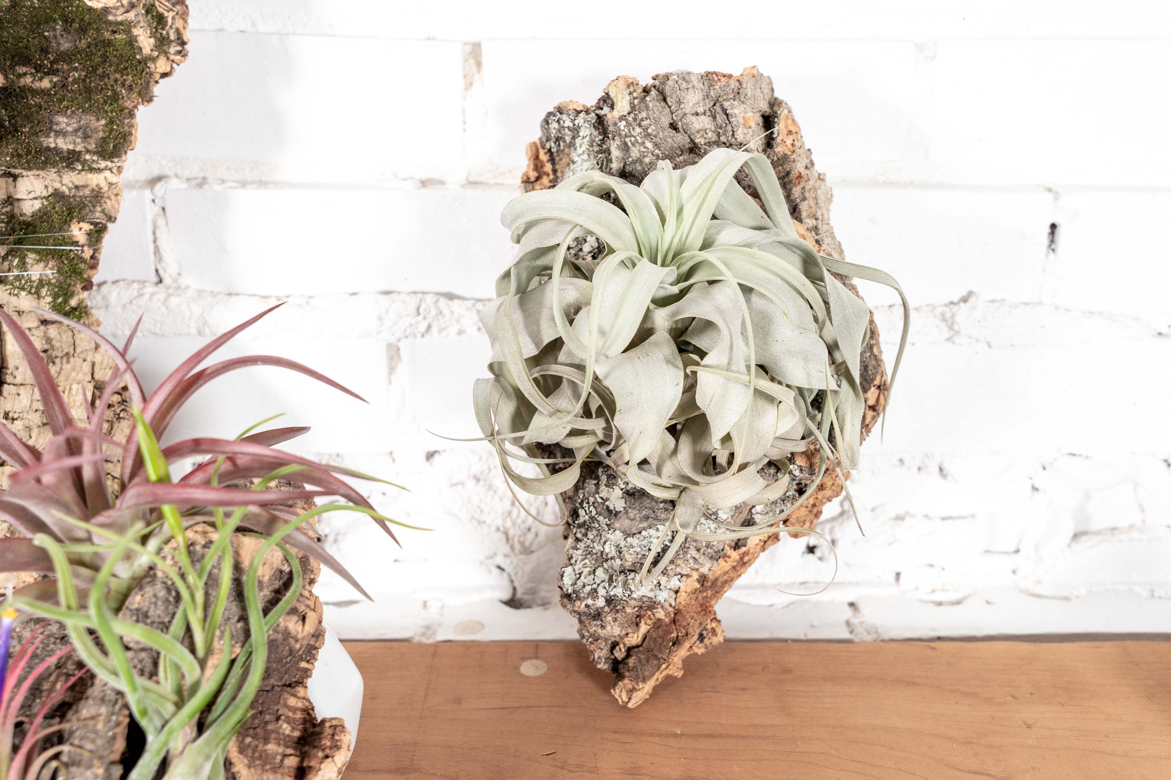 Wholesale: DIY Medium Cork Bark Mounts with Tillandsia Air Plants - Image 4