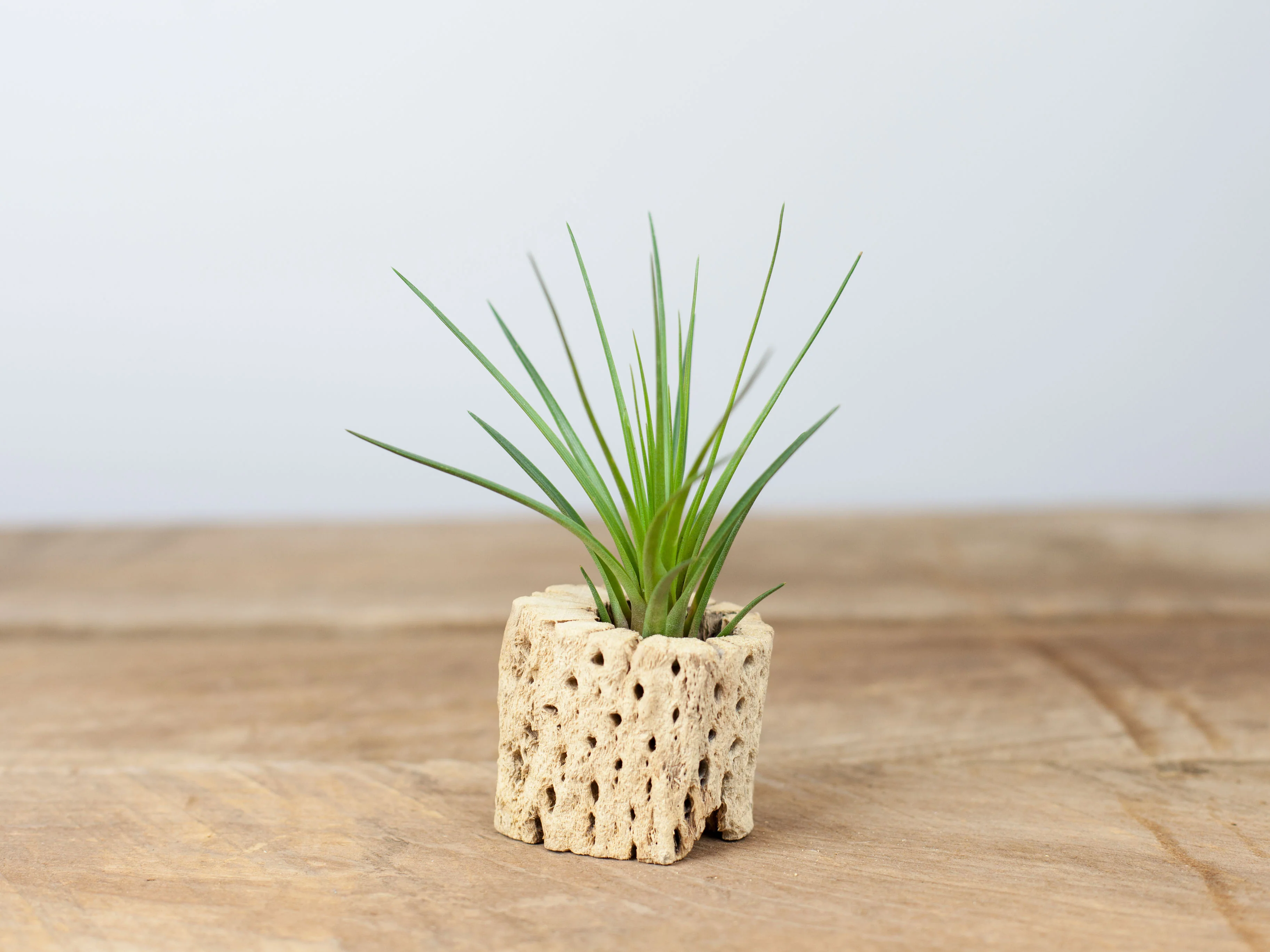 Wholesale: Tillandsia Melanocrater Tricolor Air Plants - Image 2