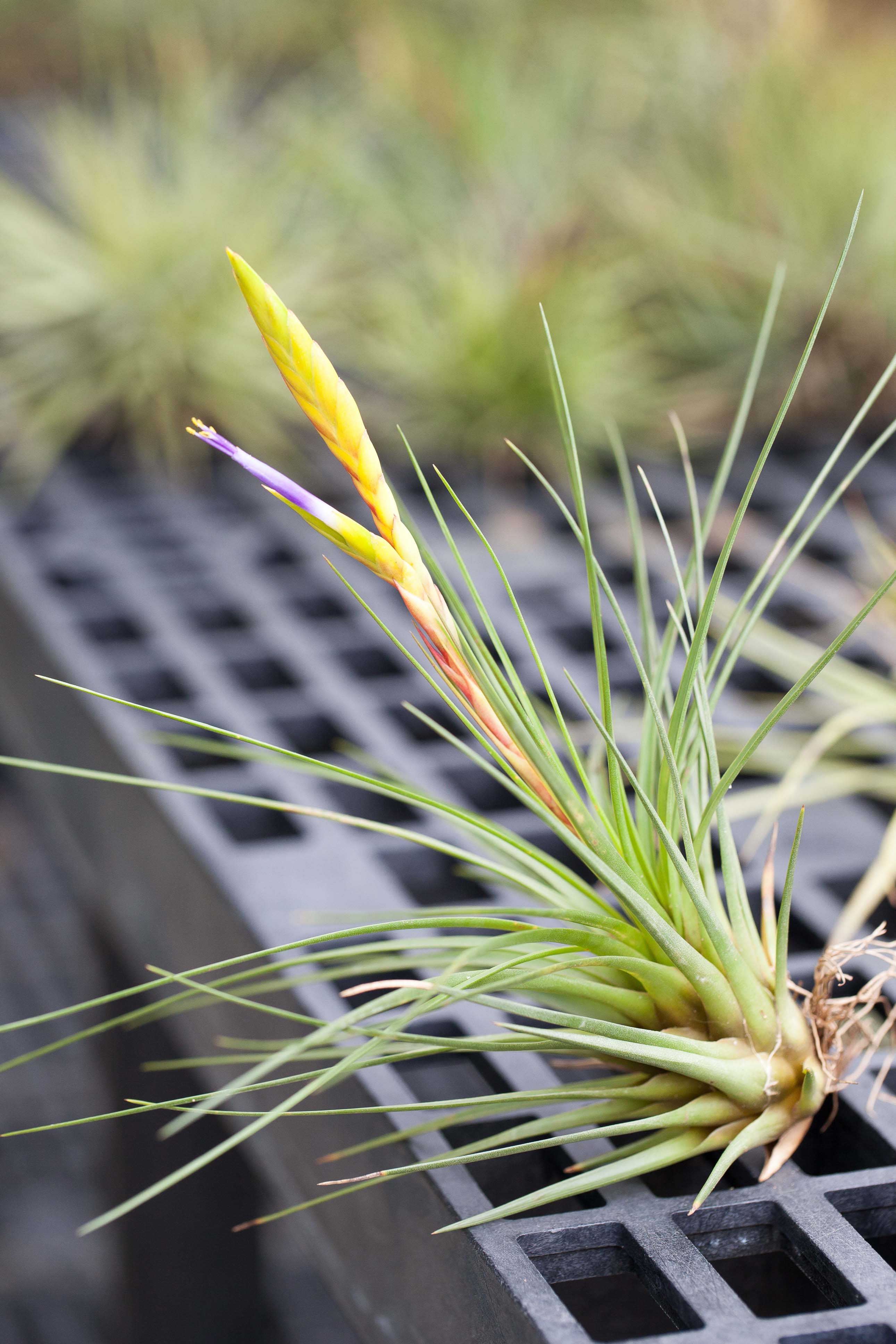 Wholesale: Tillandsia Melanocrater Tricolor Air Plants - Image 3