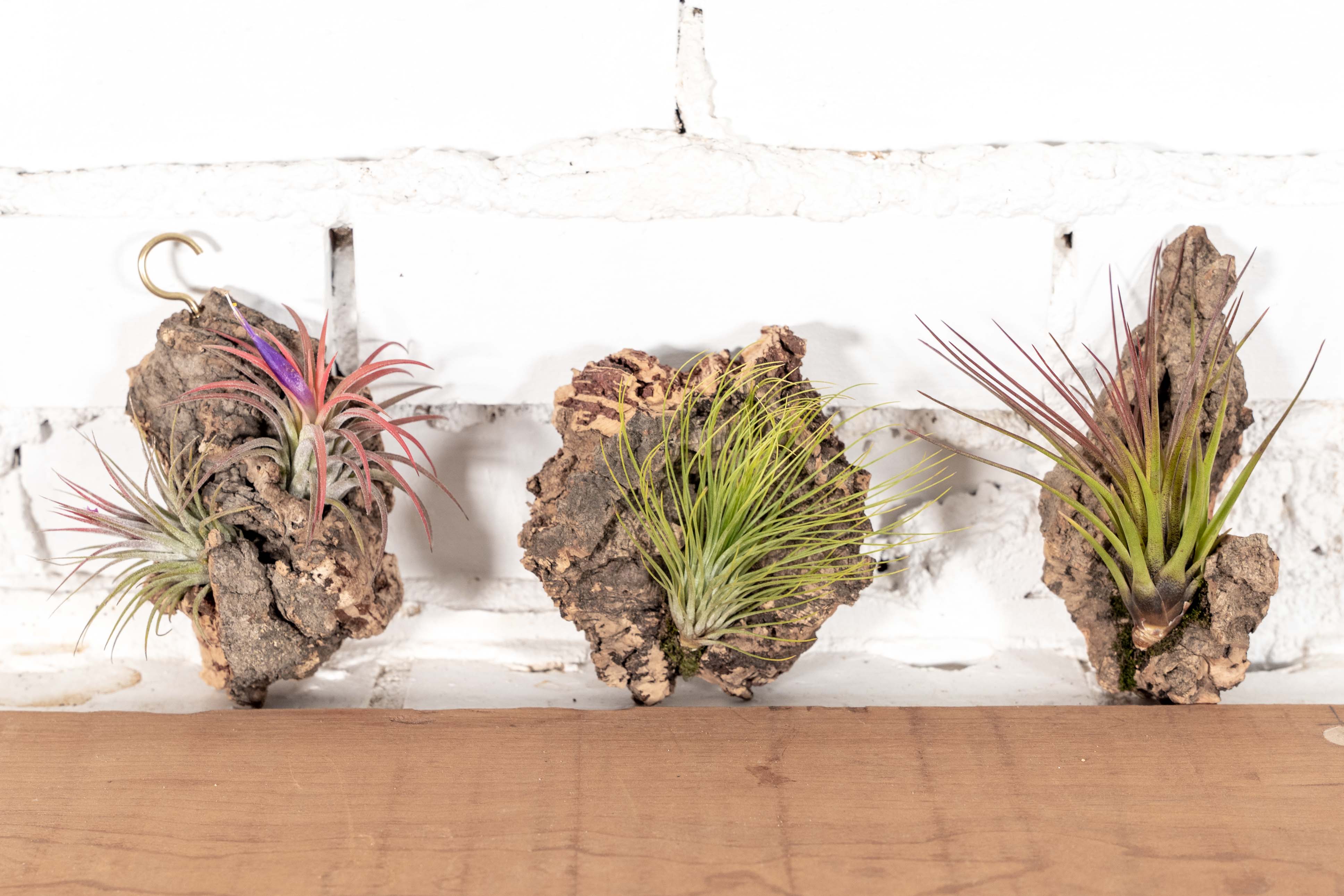 Wholesale: DIY Mini Cork Bark Mounts with Tillandsia Air Plants